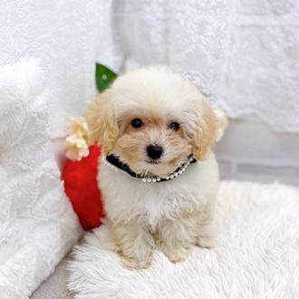 滋賀県のマルプー(マルチーズ×プードル) (犬の家＆猫の里長浜店/2025年9月27日生まれ/男の子/クリーム)の子犬の4枚目の画像