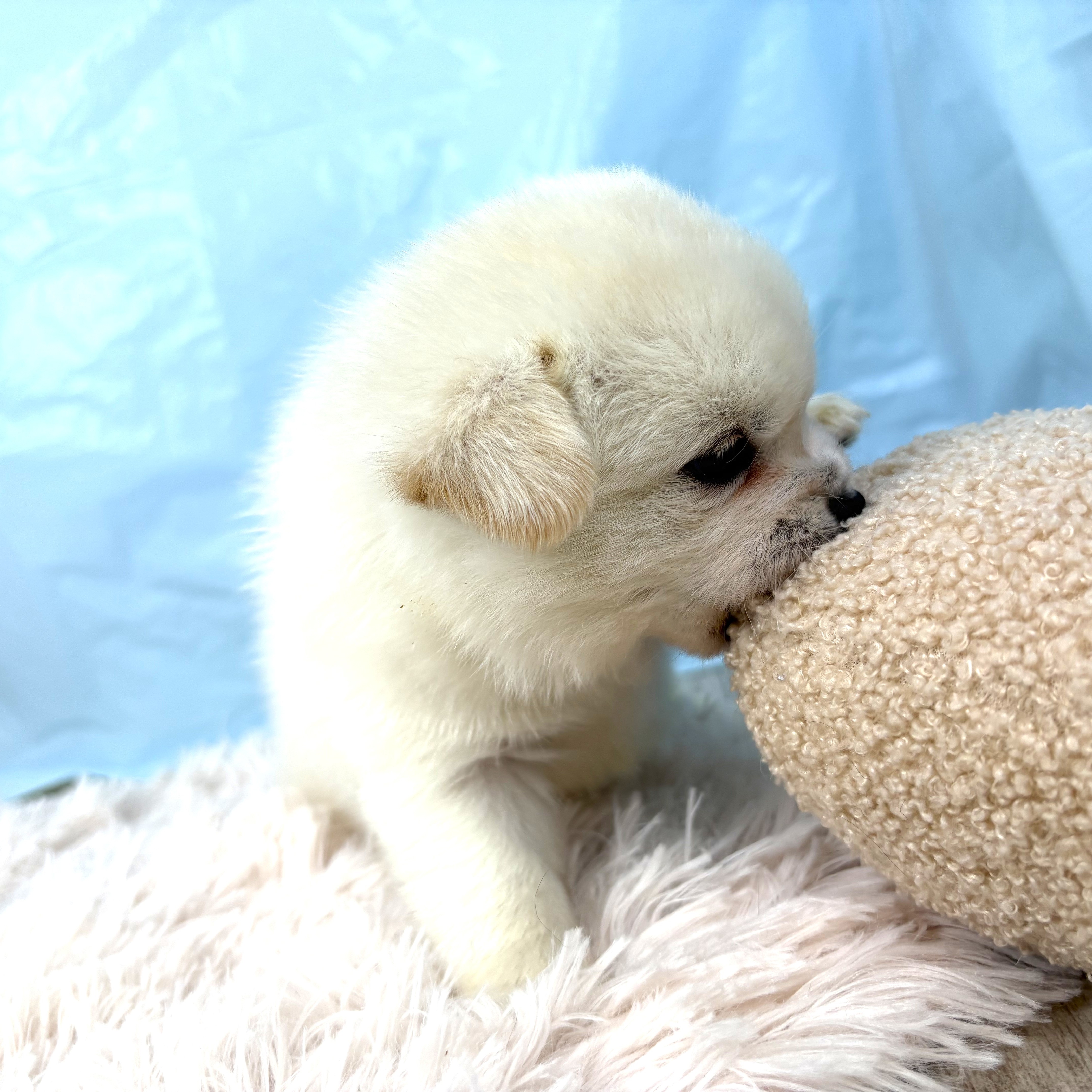 兵庫県のハーフ犬・ミックス犬 (犬の家＆猫の里川西店/2025年9月26日生まれ/男の子/白)の子犬の4枚目の画像