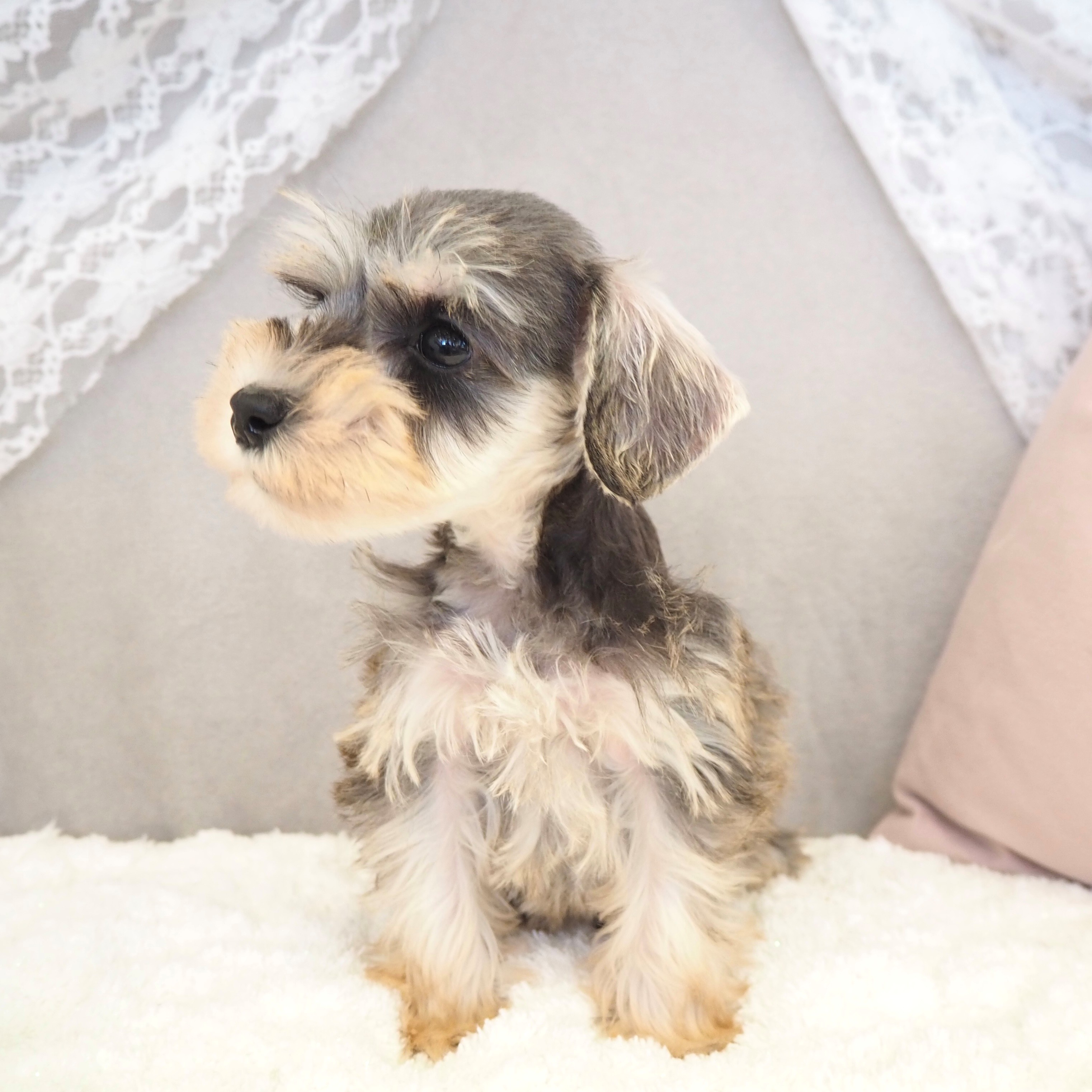 大阪府のミニチュアシュナウザー (犬の家＆猫の里もりのみやキューズモールBASE店/2025年9月26日生まれ/女の子/ソルトペッパー)の子犬の4枚目の画像