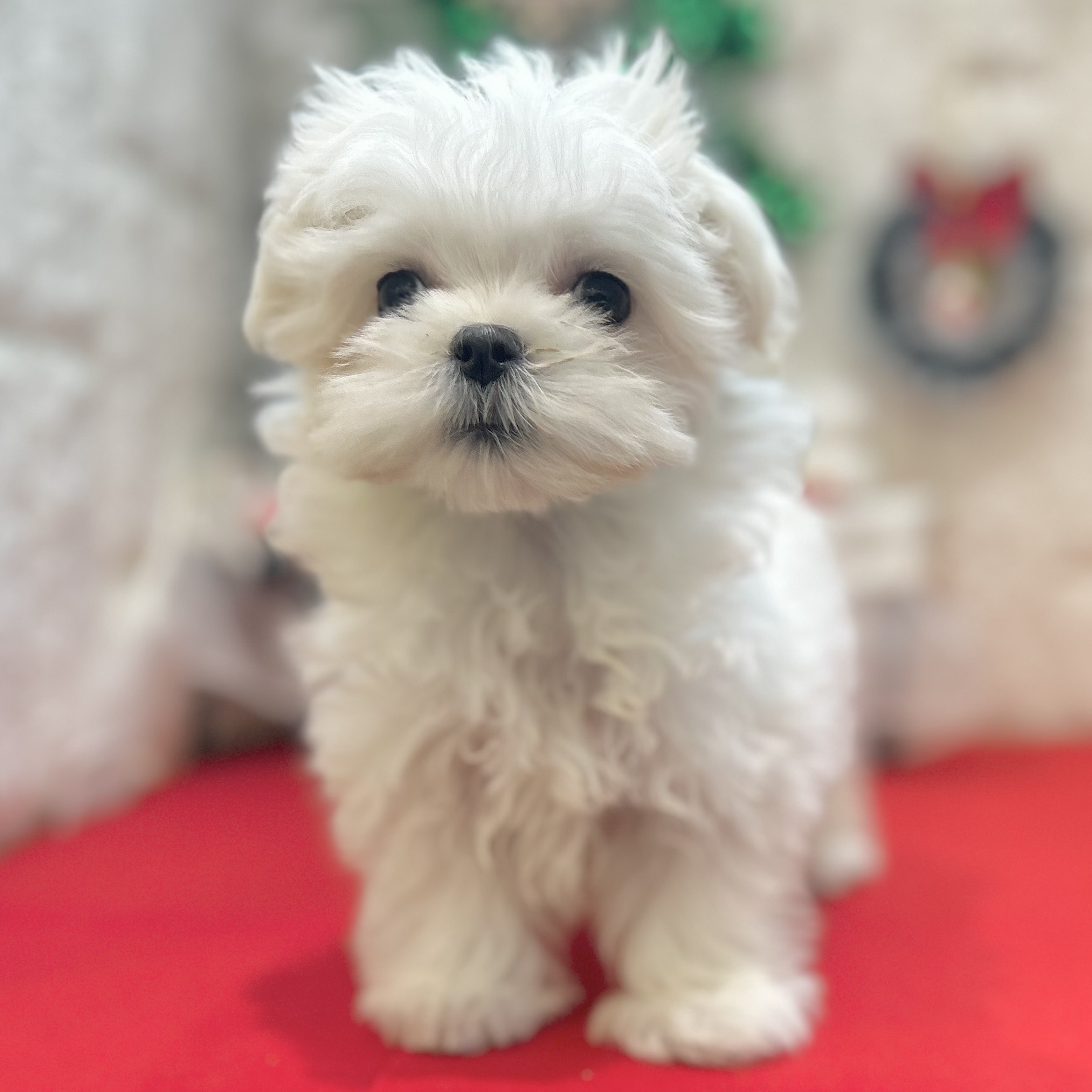 岡山県のマルチーズ (犬の家＆猫の里倉敷店/2025年9月27日生まれ/女の子/ホワイト)の子犬の4枚目の画像