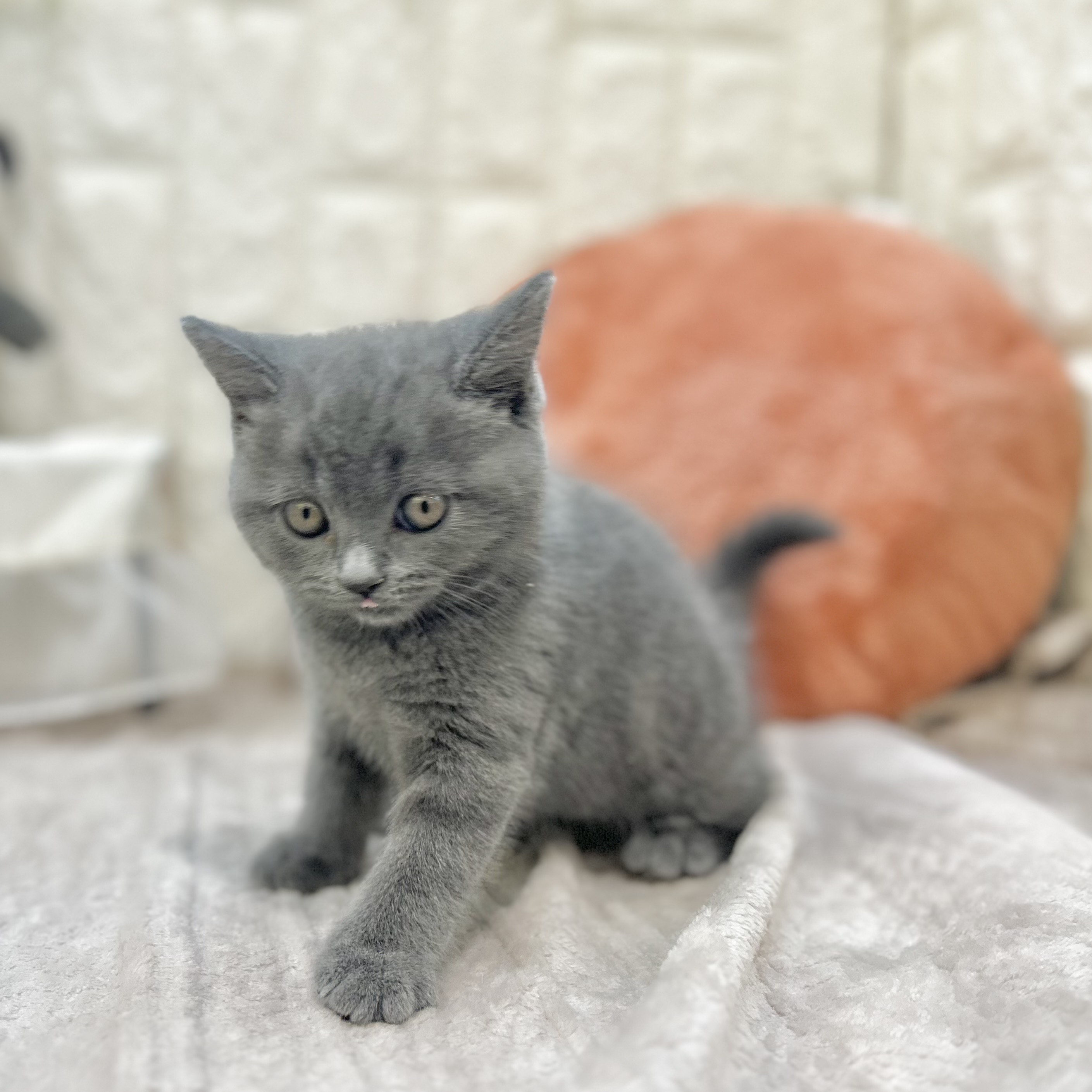 岡山県のブリティッシュショートヘアー (犬の家＆猫の里倉敷店/2025年9月28日生まれ/男の子/ブルー)の子猫の4枚目の画像