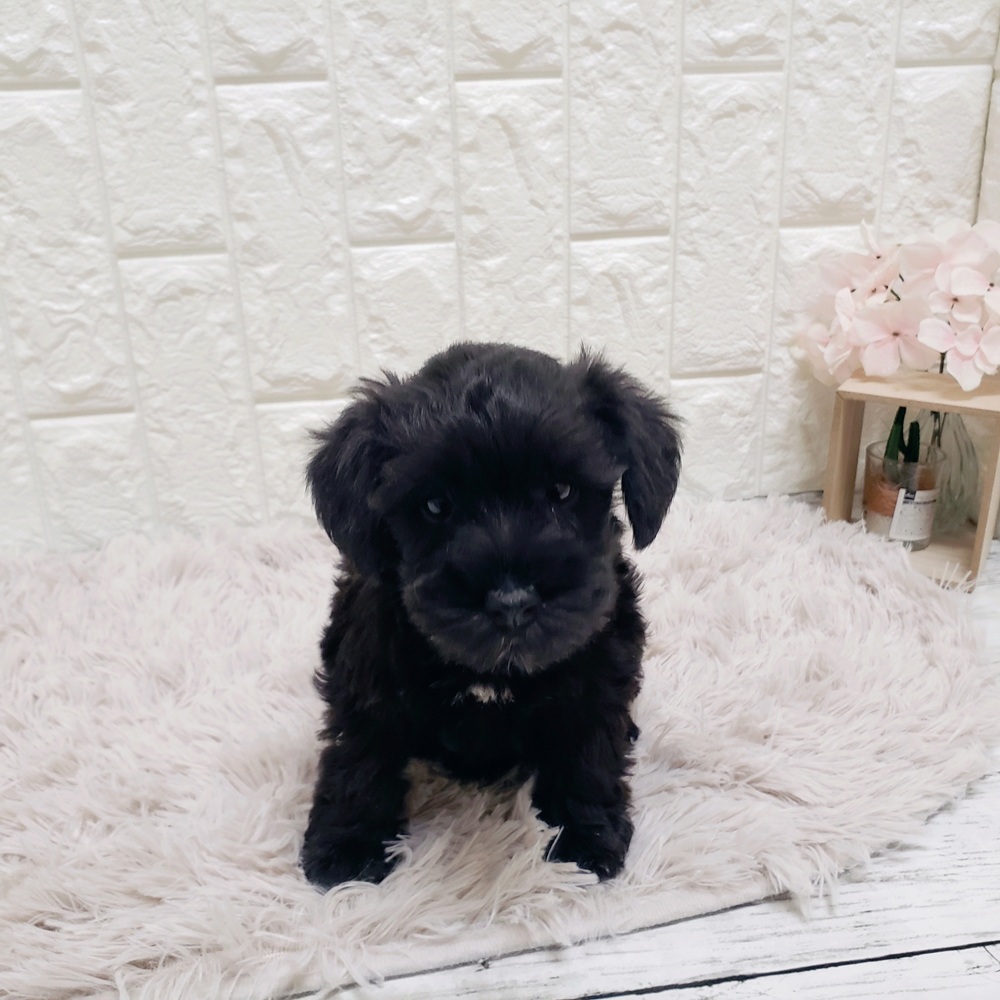 岡山県のミニチュアシュナウザー (犬の家＆猫の里岡山店/2025年9月25日生まれ/女の子/ブラック)の子犬の1枚目の画像