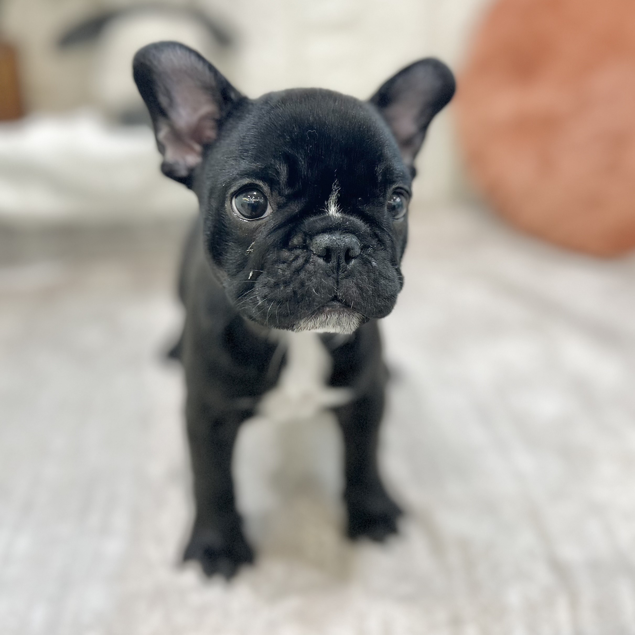 岡山県のフレンチブルドッグ (犬の家＆猫の里倉敷店/2025年9月27日生まれ/女の子/ブリンドル)の子犬の4枚目の画像