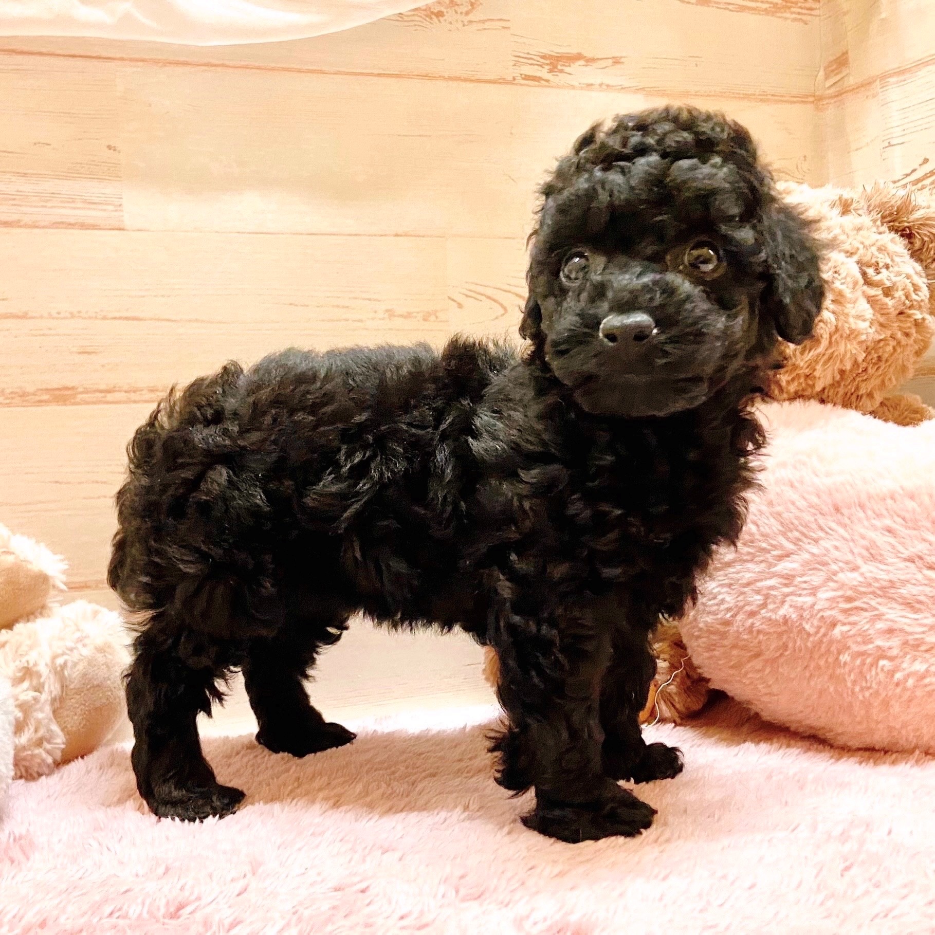 兵庫県のトイプードル(トイ) (犬の家＆猫の里神戸店/2025年9月28日生まれ/女の子/ブラック)の子犬の4枚目の画像