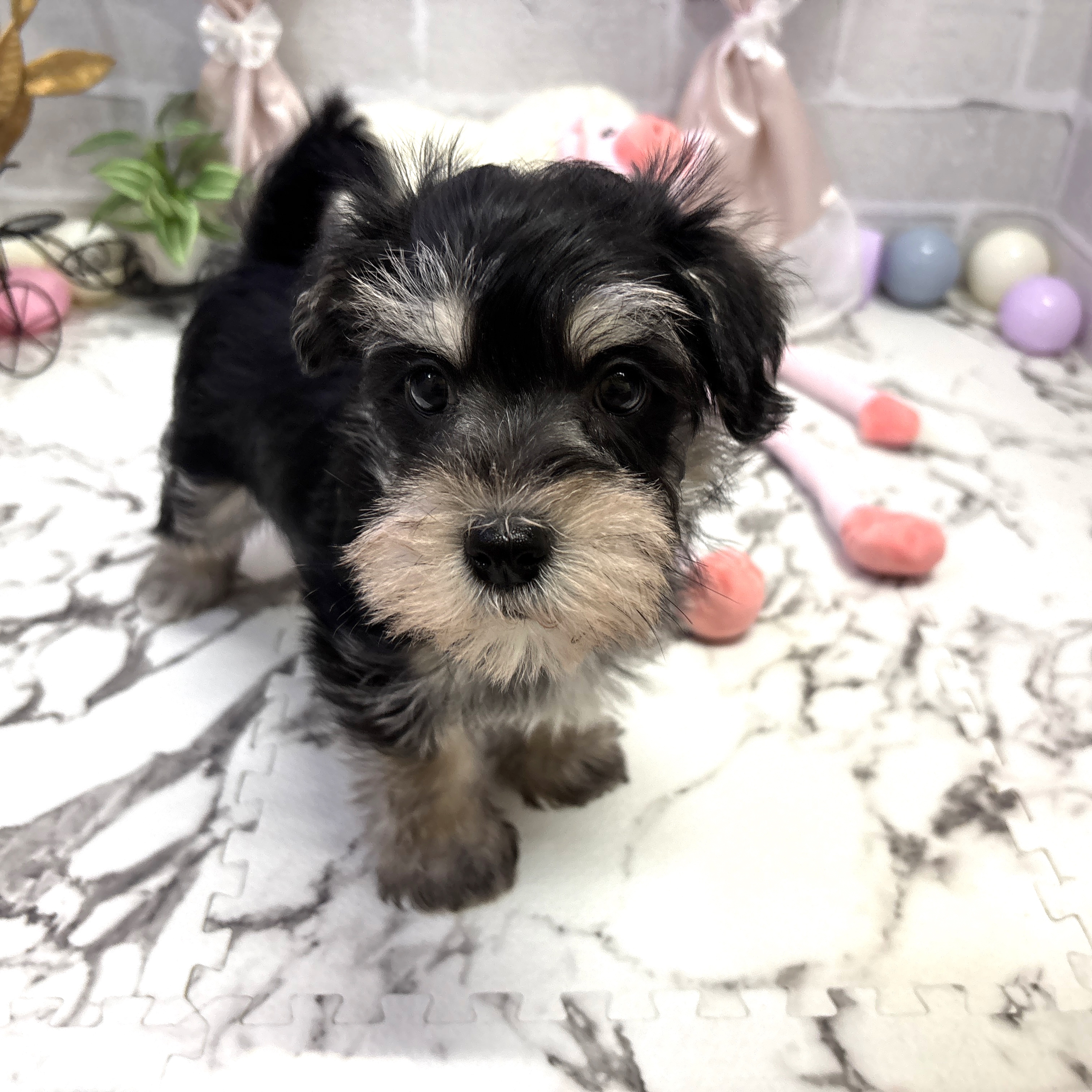愛知県のシュナマル/マルシュナ(シュナウザー×マルチーズ) (犬の家＆猫の里岡崎店/2025年9月27日生まれ/男の子/ブラックシルバー)の子犬の1枚目の画像