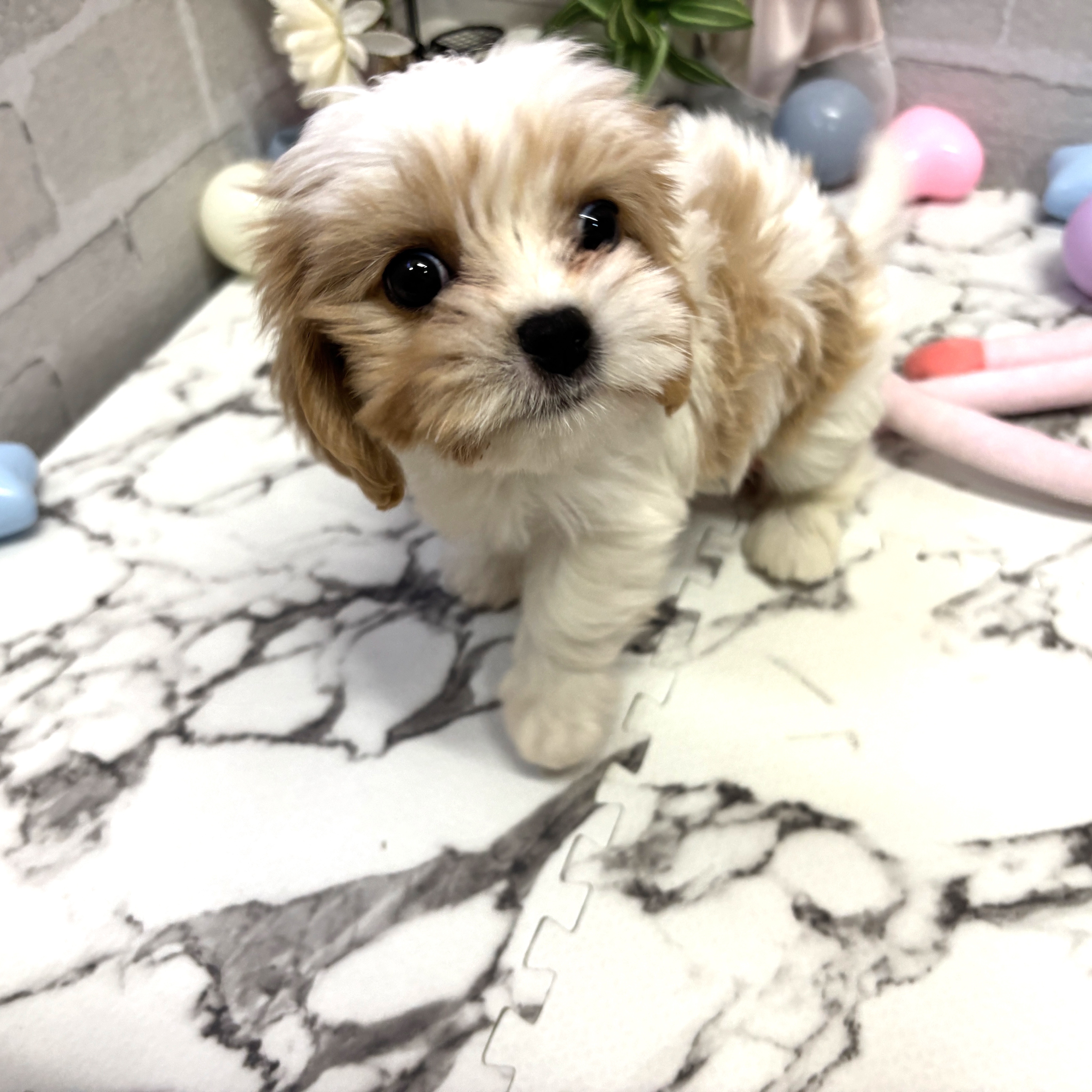 愛知県のマルキャバ/キャバチーズ(マルチーズ×キャバリア) (犬の家＆猫の里岡崎店/2025年9月24日生まれ/女の子/ホワイトクリーム)の子犬の1枚目の画像