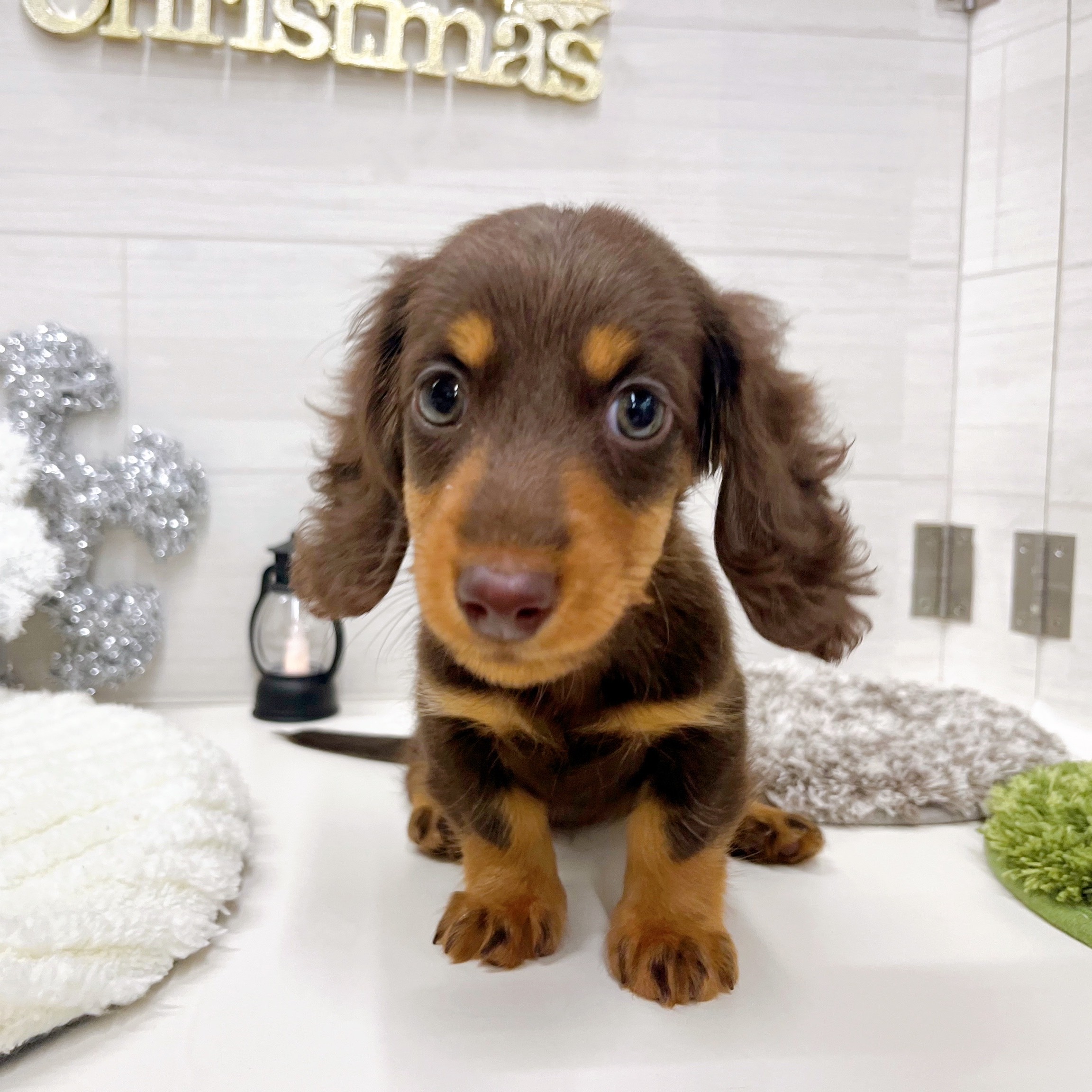 石川県のミニチュアダックスフンド(ロング) (犬の家＆猫の里アミーゴ金沢おこばた店/2025年9月26日生まれ/女の子/チョコレートタン)の子犬の4枚目の画像