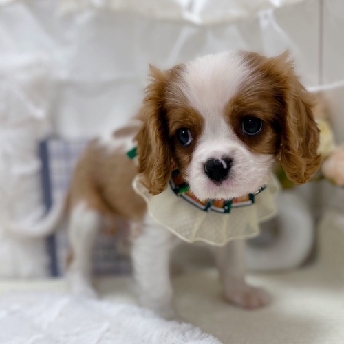 岐阜県のキャバリアキングチャールズスパニエル (犬の家＆猫の里カラフルタウン岐阜店/2025年9月27日生まれ/男の子/ブレンハイム)の子犬の4枚目の画像