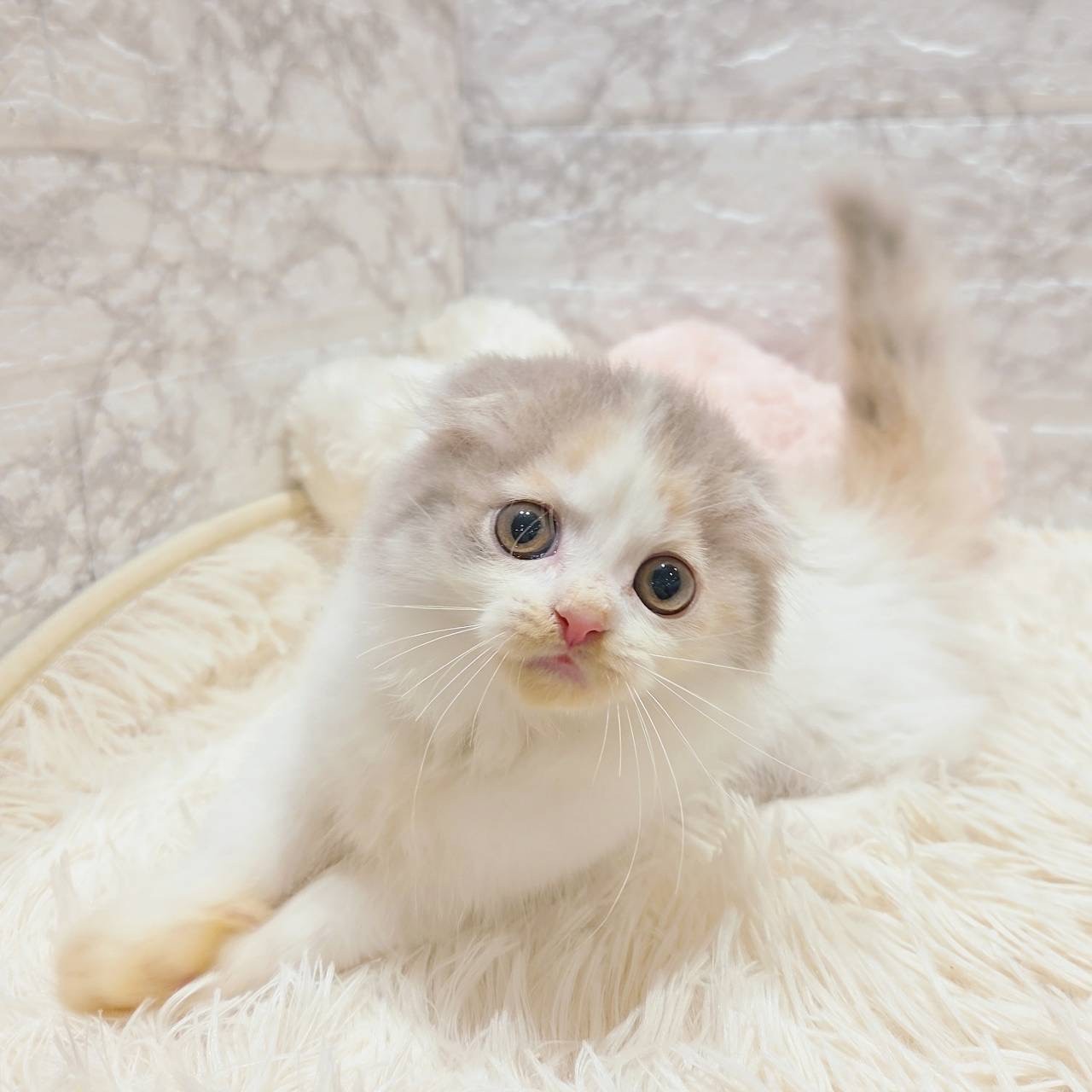 愛知県のスコティッシュフォールド (犬の家＆猫の里MiO香久山店/2025年9月21日生まれ/女の子/ブルーパッチドタビーホワイト)の子猫の4枚目の画像