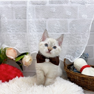 滋賀県のマンチカン (犬の家＆猫の里長浜店/2025年9月23日生まれ/男の子/ライラックリンクスポイント)の子猫の4枚目の画像