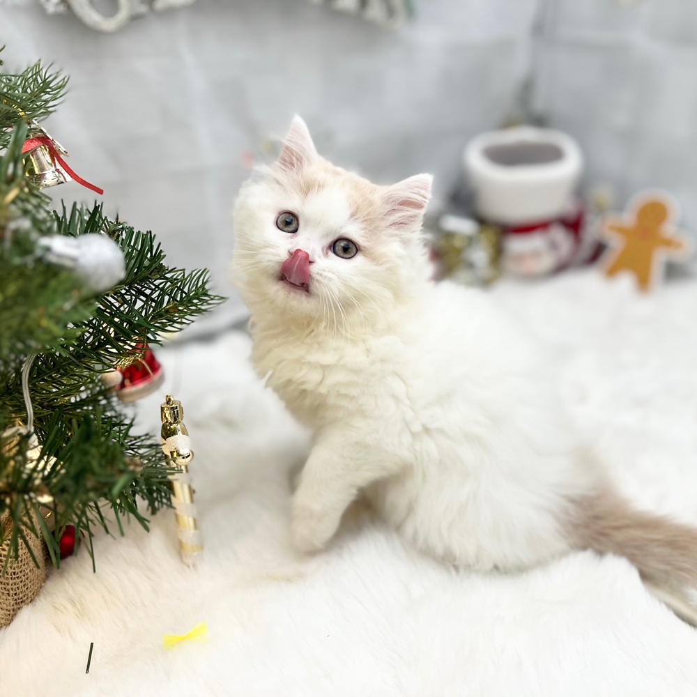 静岡県のスコティッシュフォールド (犬の家＆猫の里MEGAドン・キホーテ袋井店/2025年9月25日生まれ/男の子/クリームタビーホワイト)の子猫の4枚目の画像