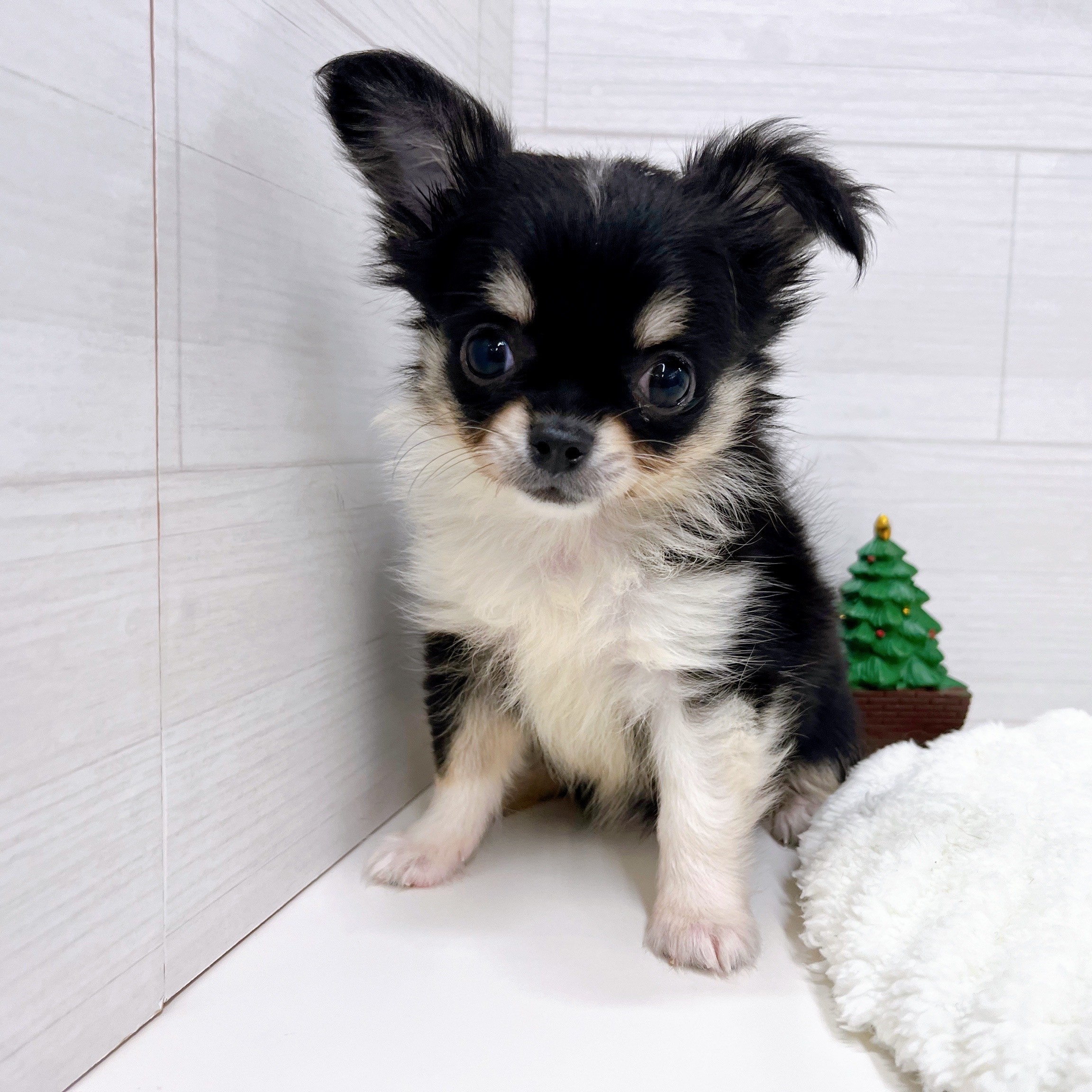 石川県のチワワ(ロング) (犬の家＆猫の里アミーゴ金沢おこばた店/2025年9月25日生まれ/女の子/ブラッククリームホワイト)の子犬の4枚目の画像
