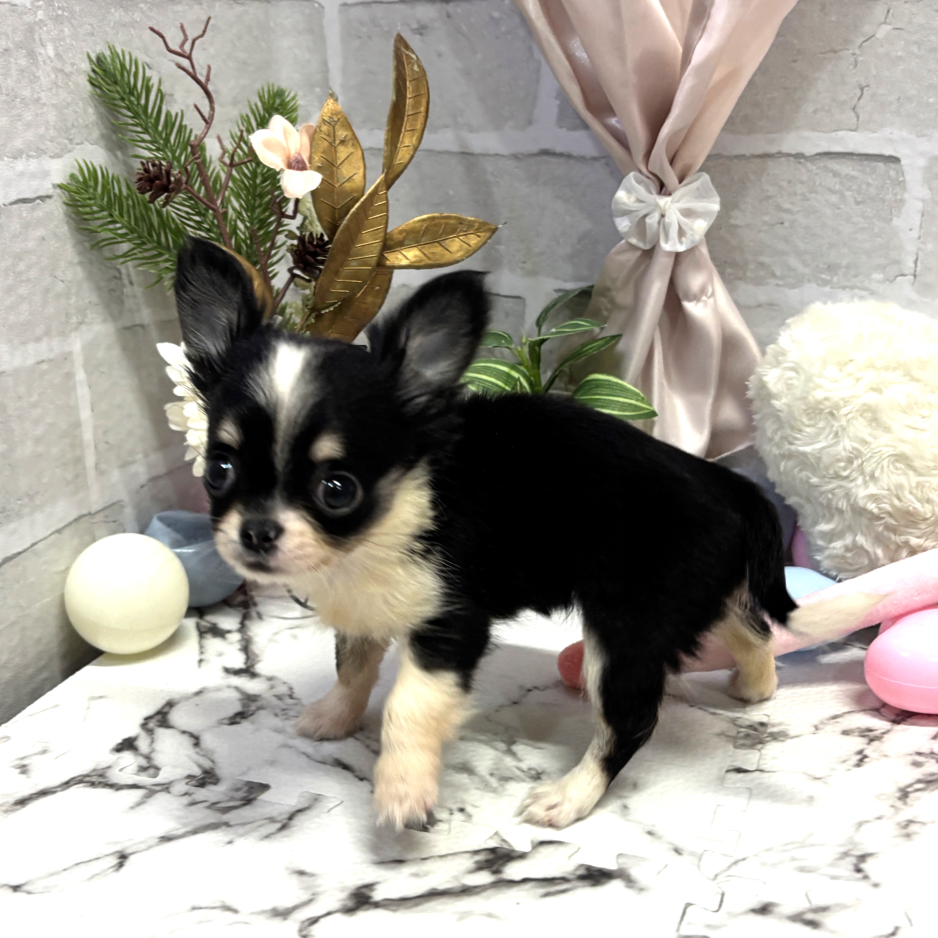 愛知県のチワワ(ロング) (犬の家＆猫の里岡崎店/2025年9月25日生まれ/女の子/ブラッククリームホワイト)の子犬の4枚目の画像