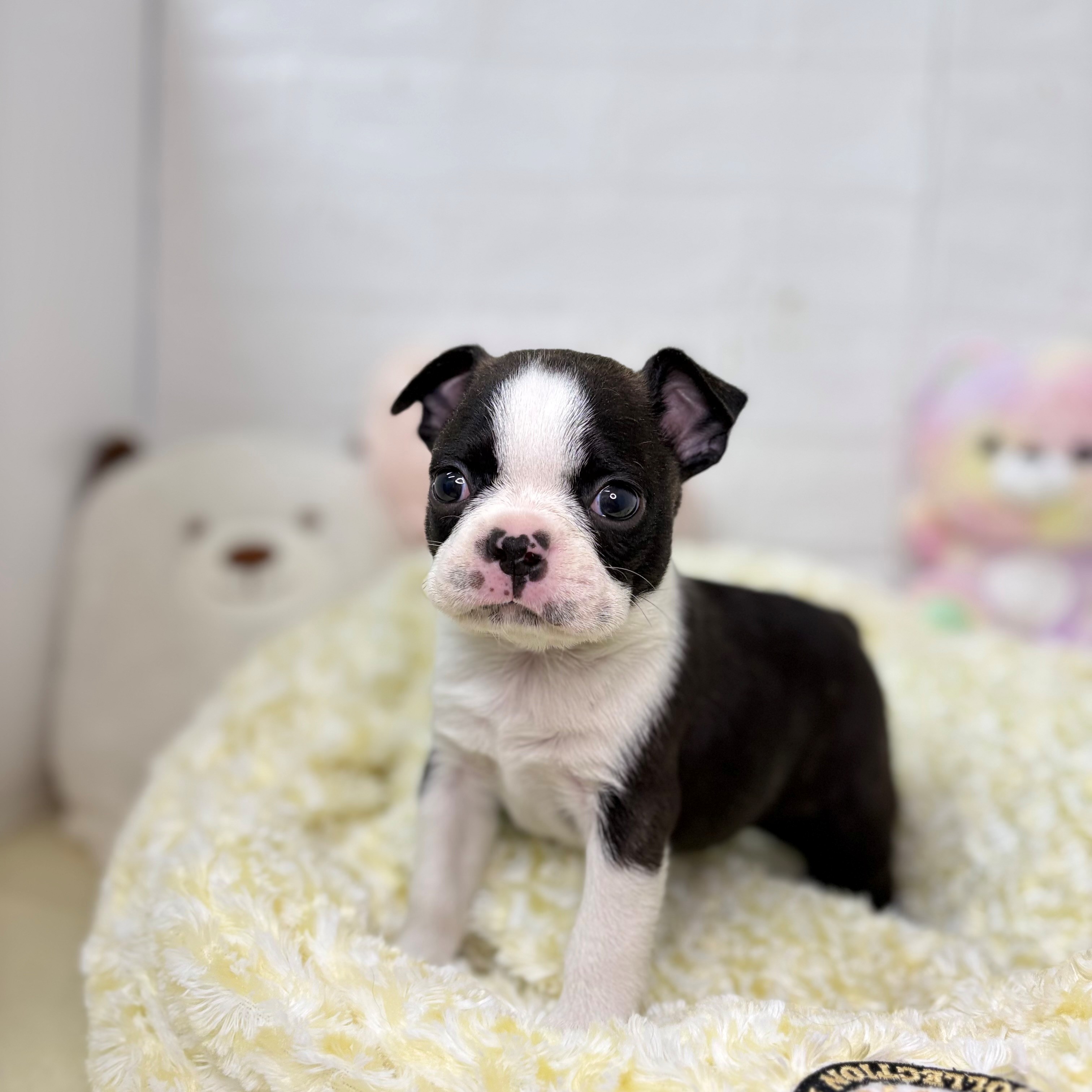 長野県のボストンテリア (犬の家＆猫の里長野店/2025年9月29日生まれ/男の子/ボストンカラー)の子犬の4枚目の画像