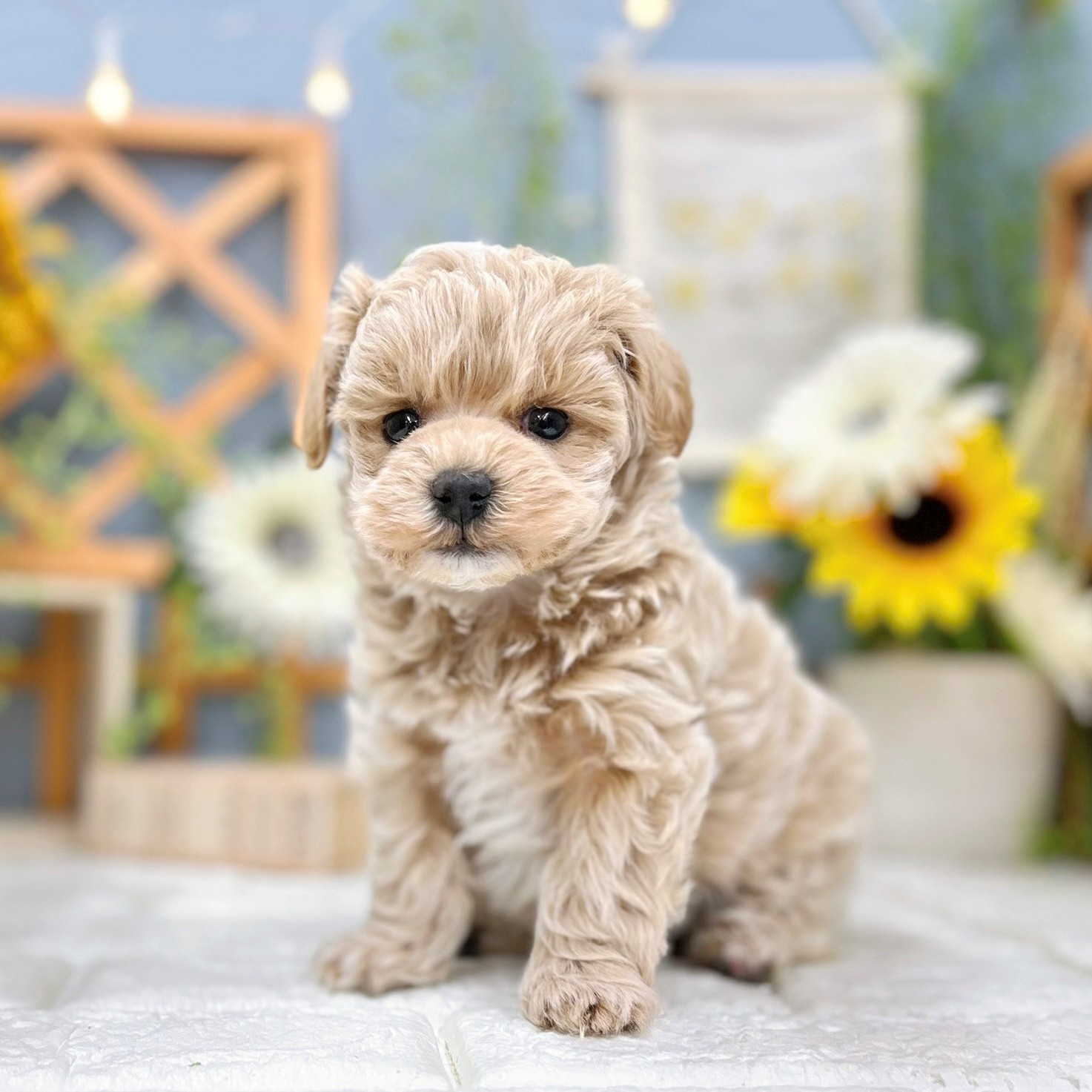 ハーフ犬男の子の写真