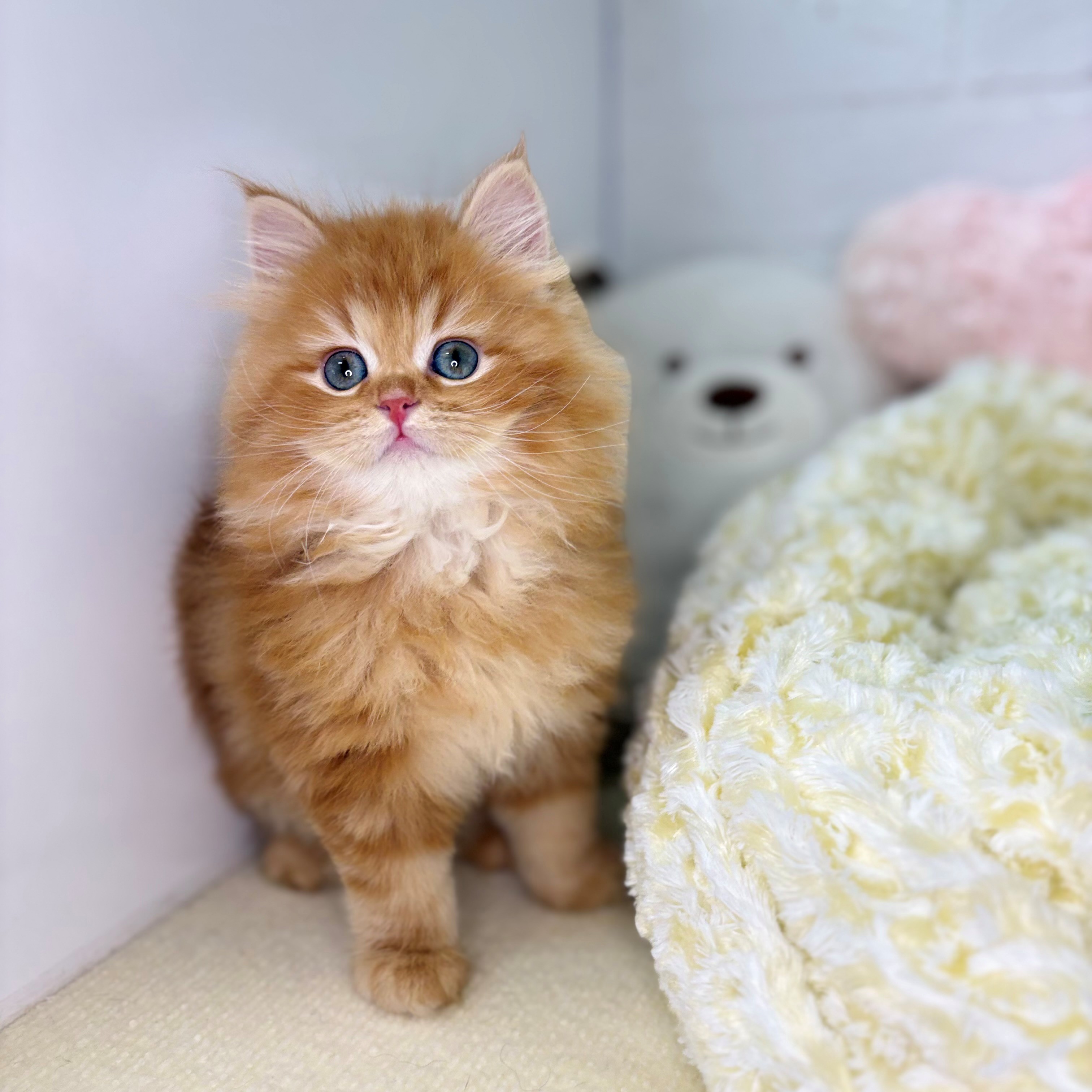 長野県のサイベリアン (犬の家＆猫の里長野店/2025年9月26日生まれ/男の子/レッドタビー)の子猫の4枚目の画像