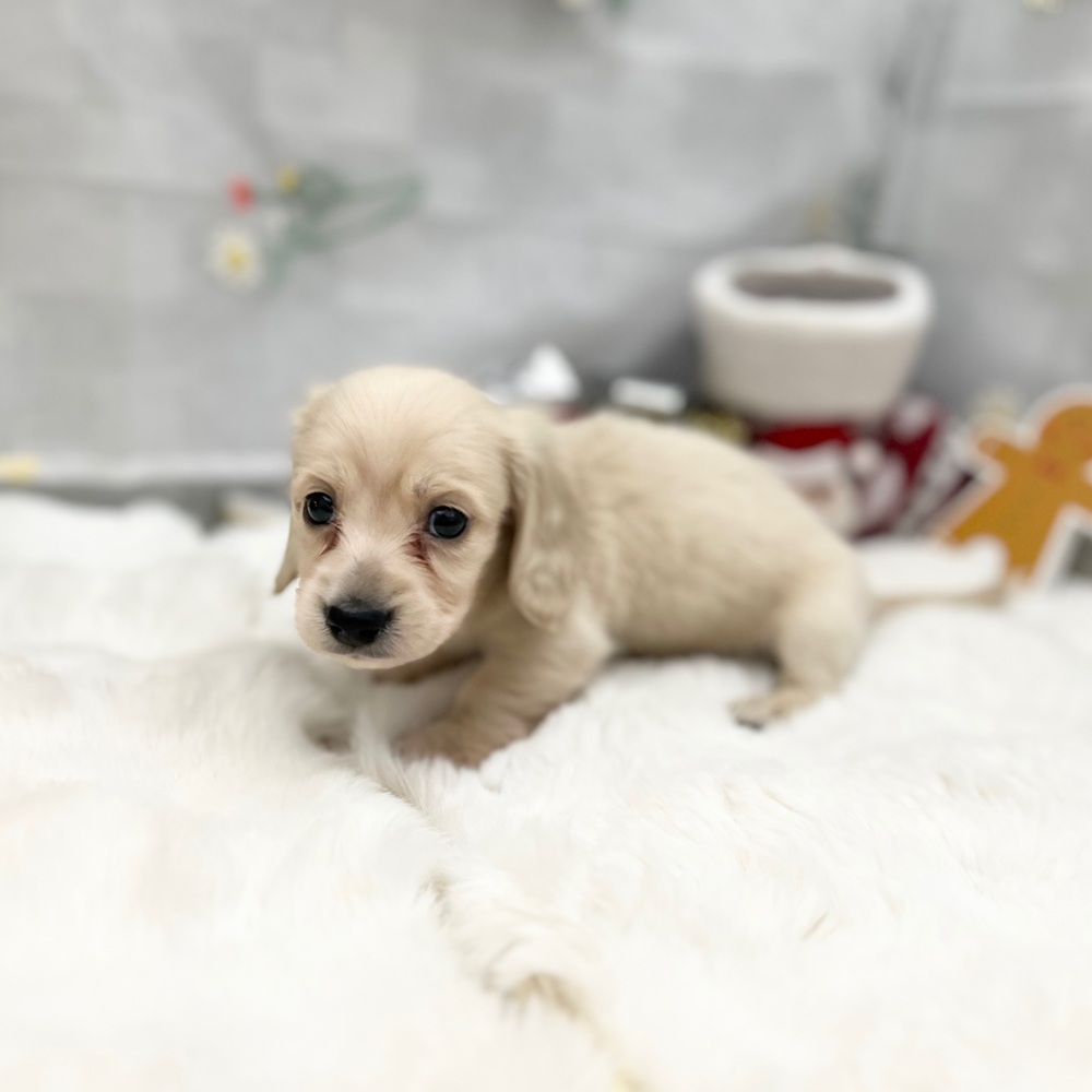 静岡県のミニチュアダックスフンド(ロング) (犬の家＆猫の里MEGAドン・キホーテ袋井店/2025年9月30日生まれ/男の子/イエロー)の子犬の4枚目の画像