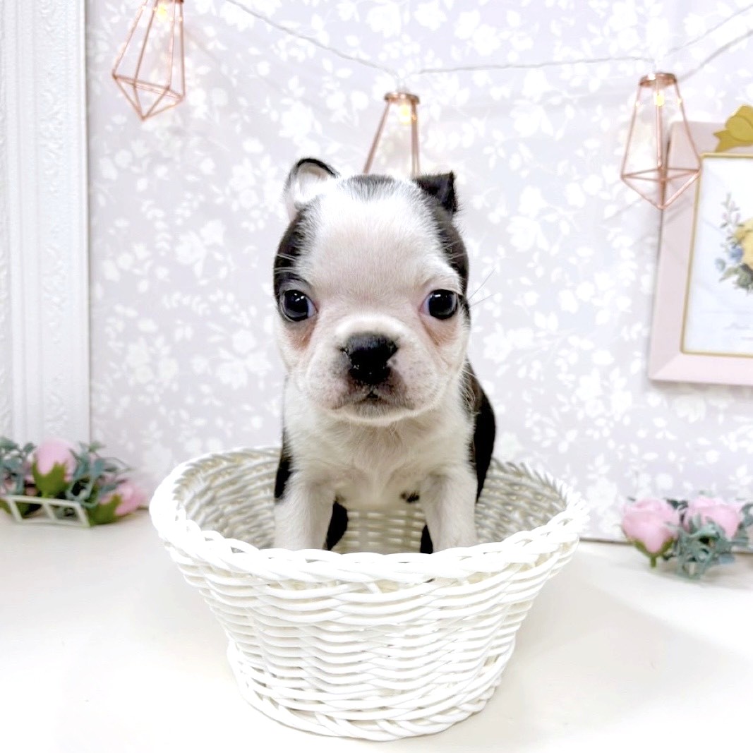 富山県のボストンテリア (犬の家＆猫の里アミーゴ高岡蓮花寺店/2025年9月28日生まれ/女の子/ボストンカラー)の子犬の4枚目の画像