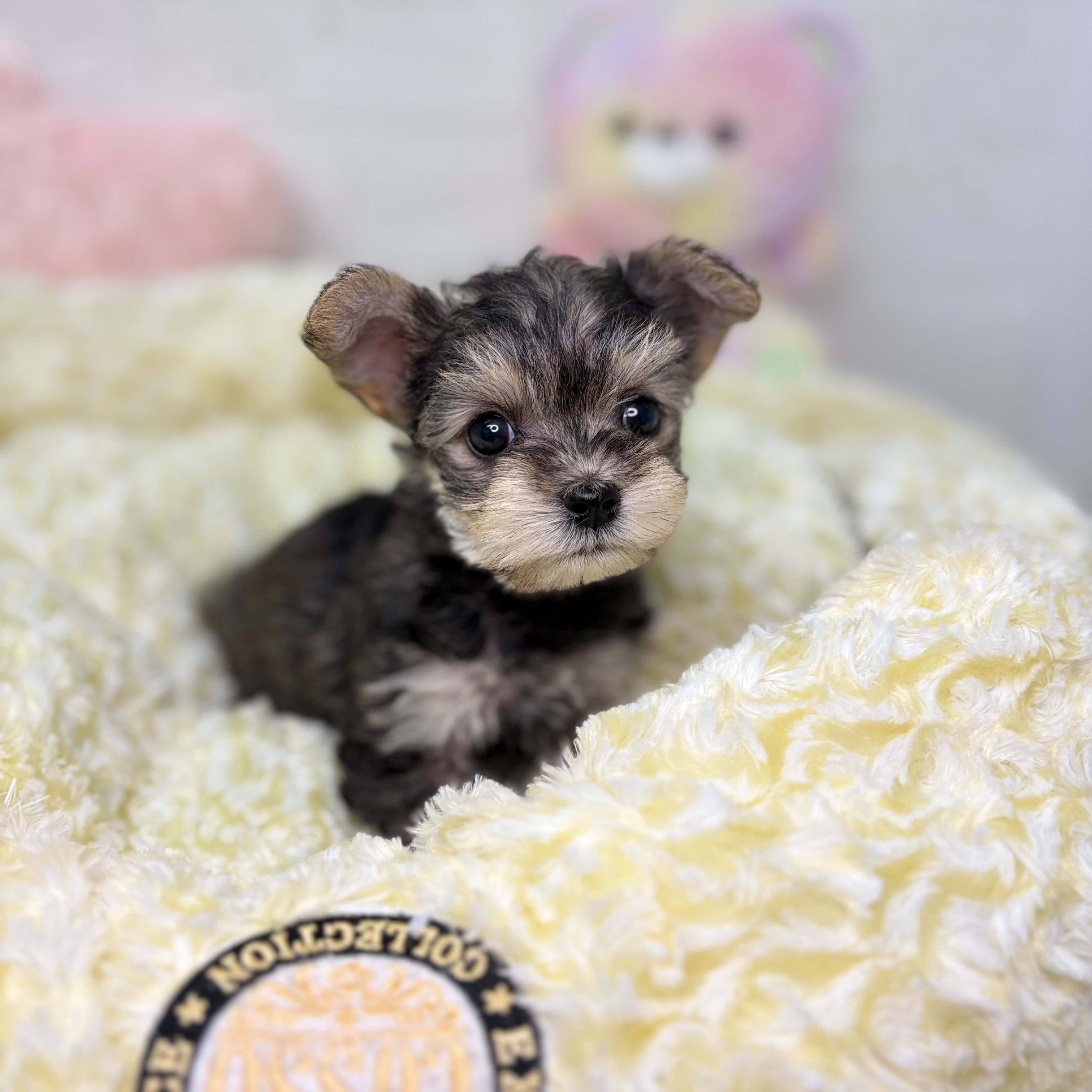 長野県のハーフ犬・ミックス犬 (犬の家＆猫の里長野店/2025年9月30日生まれ/女の子/スチールブルータン)の子犬の1枚目の画像