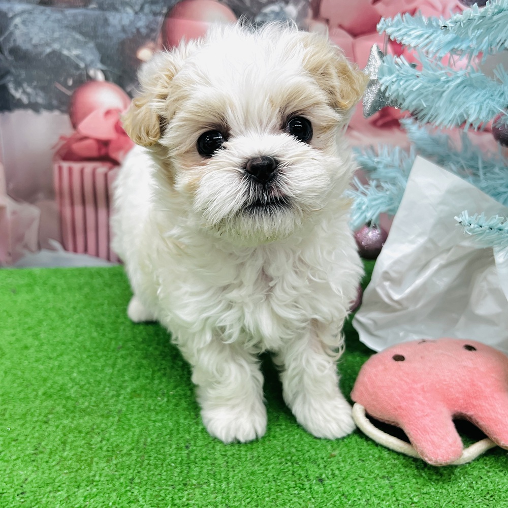 愛知県のマルズー/マルシーズ(マルチーズ×シーズー) (犬の家＆猫の里名古屋天白店/2025年9月29日生まれ/男の子/ホワイトクリーム)の子犬の4枚目の画像