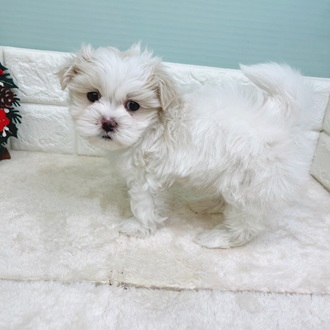 静岡県のマルズー/マルシーズ(マルチーズ×シーズー) (犬の家＆猫の里マークイズ静岡店/2025年9月29日生まれ/男の子/ホワイトクリーム)の子犬の4枚目の画像