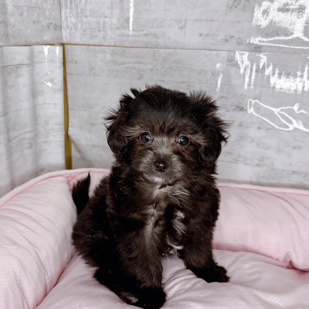 長野県のマルプー(マルチーズ×プードル) (犬の家＆猫の里塩尻店/2025年9月28日生まれ/女の子/シルバーホワイト)の子犬