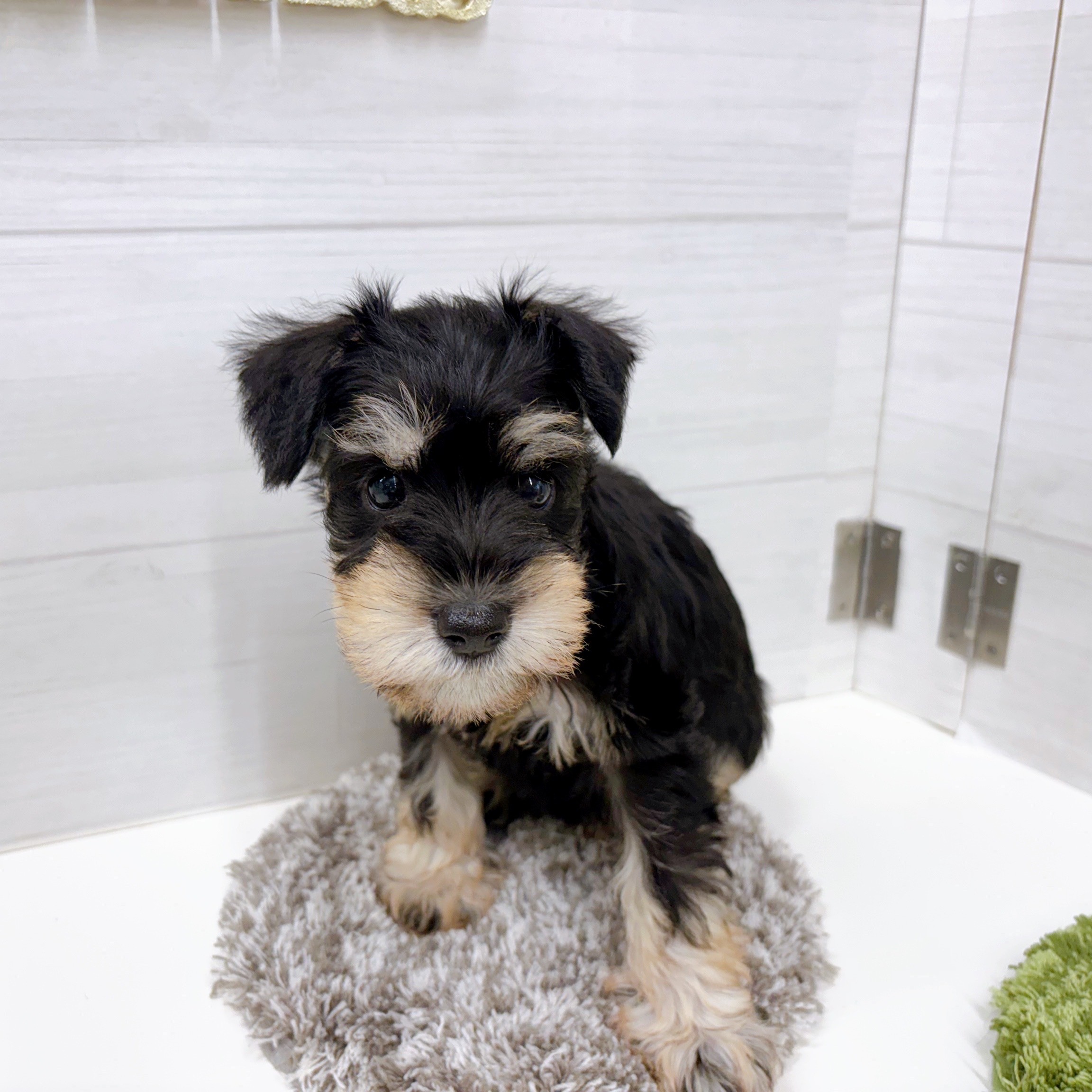 石川県のミニチュアシュナウザー (犬の家＆猫の里アミーゴ金沢おこばた店/2025年9月27日生まれ/女の子/ブラックシルバー)の子犬の4枚目の画像