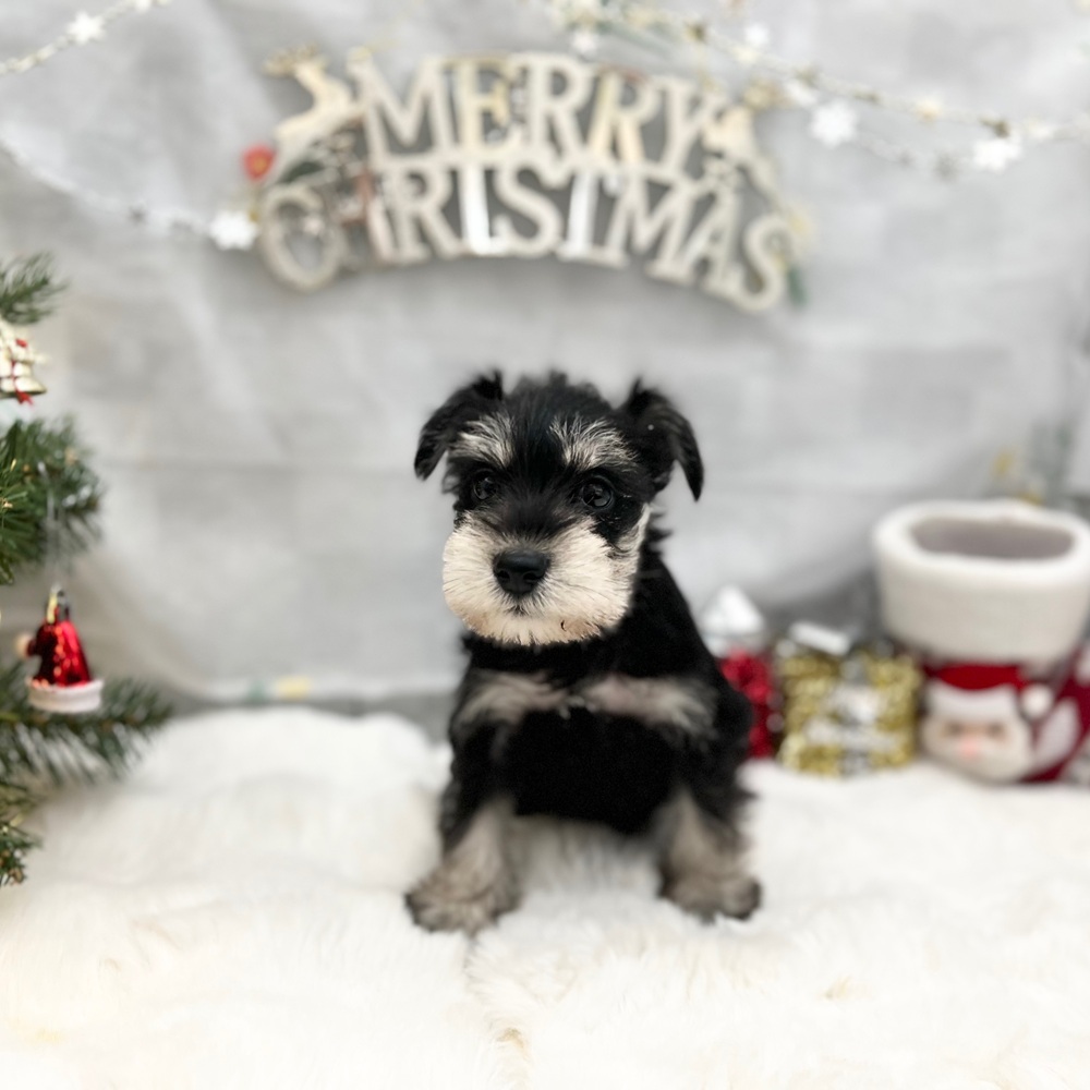 静岡県のミニチュアシュナウザー (犬の家＆猫の里MEGAドン・キホーテ袋井店/2025年9月29日生まれ/男の子/ブラックシルバー)の子犬の4枚目の画像