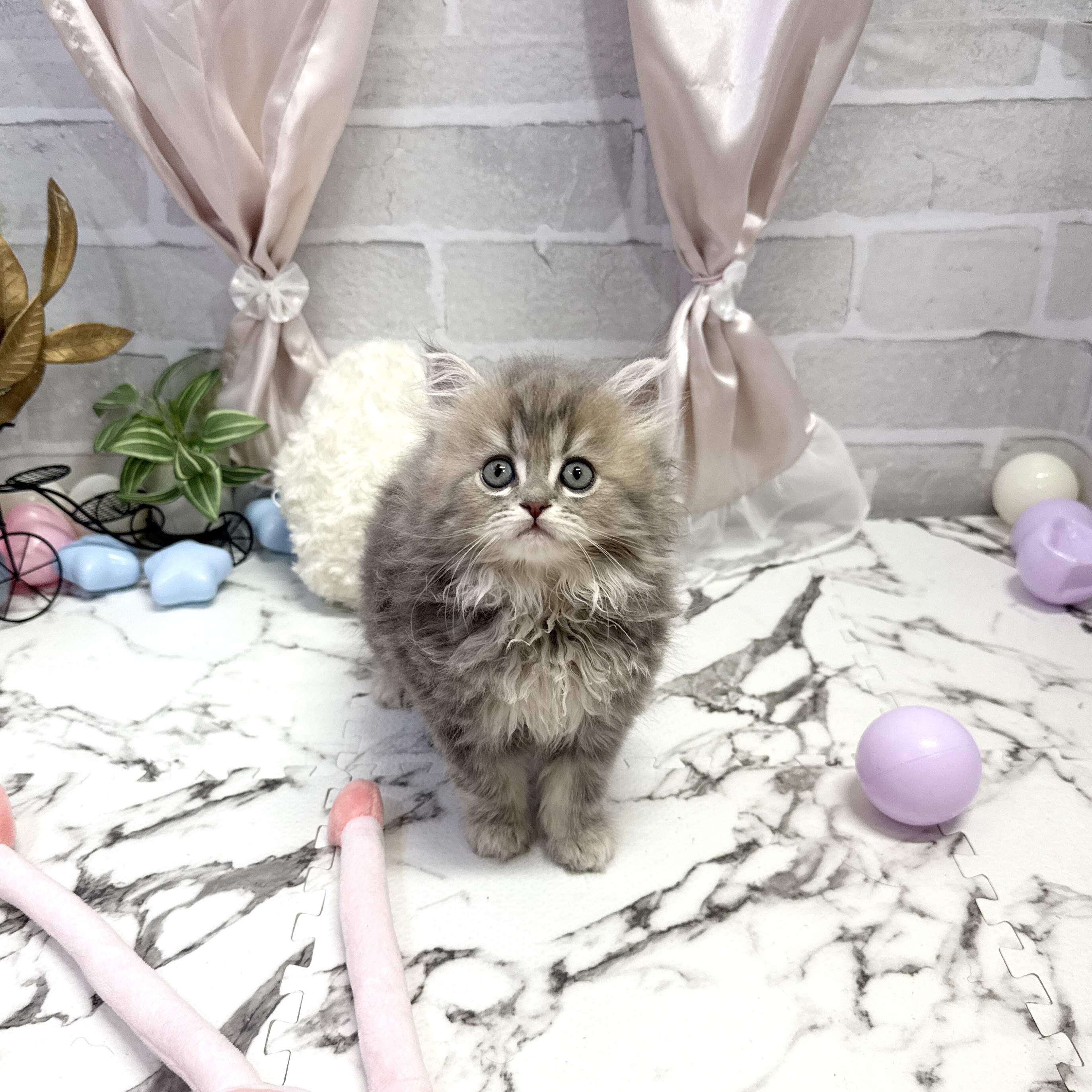 愛知県のミヌエット (犬の家＆猫の里岡崎店/2025年9月30日生まれ/女の子/ブルータビー)の子猫の1枚目の画像