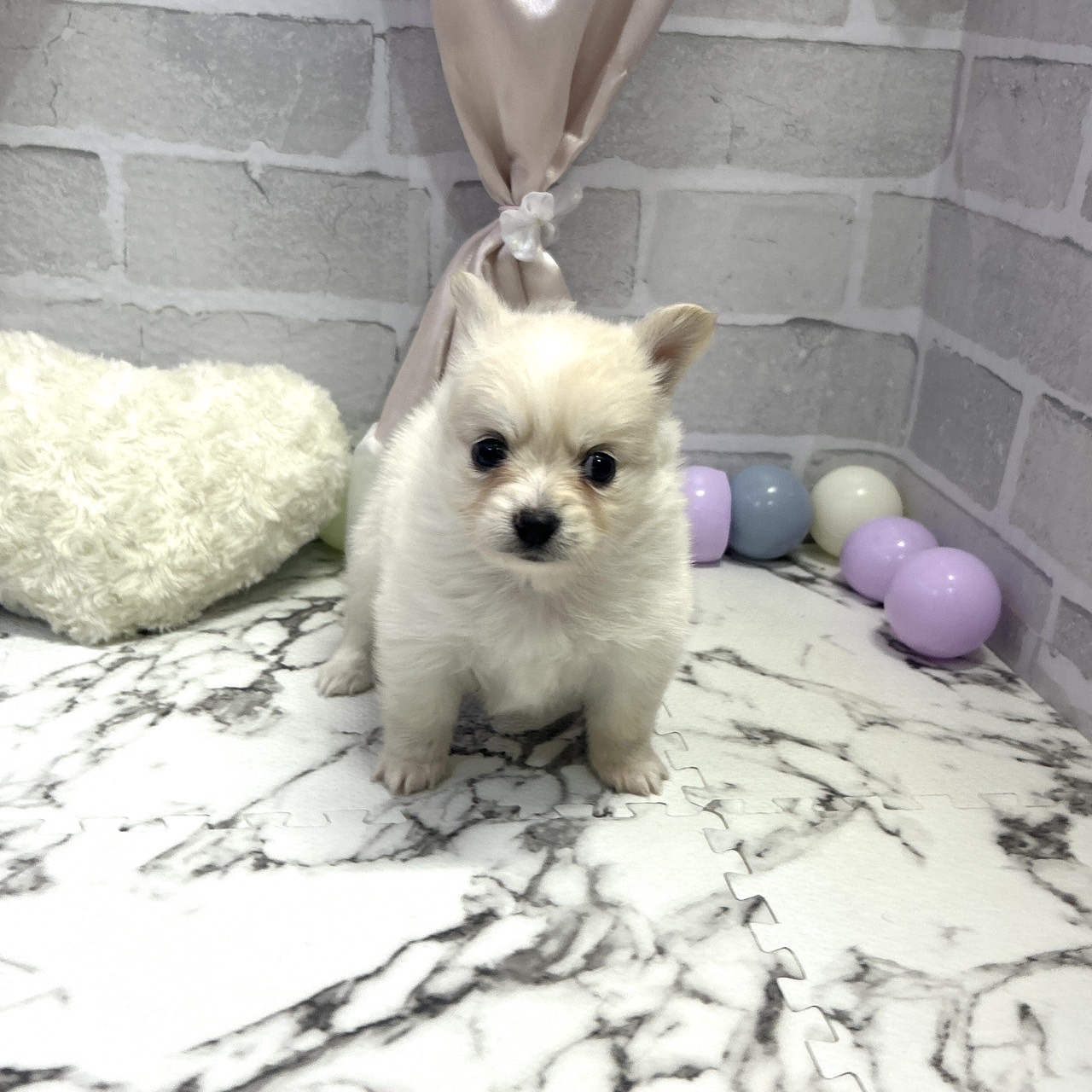 愛知県のポメチワ/チワポメ/ポメチー(ポメラニアン×チワワ) (犬の家＆猫の里岡崎店/2025年9月29日生まれ/女の子/クリーム)の子犬の4枚目の画像