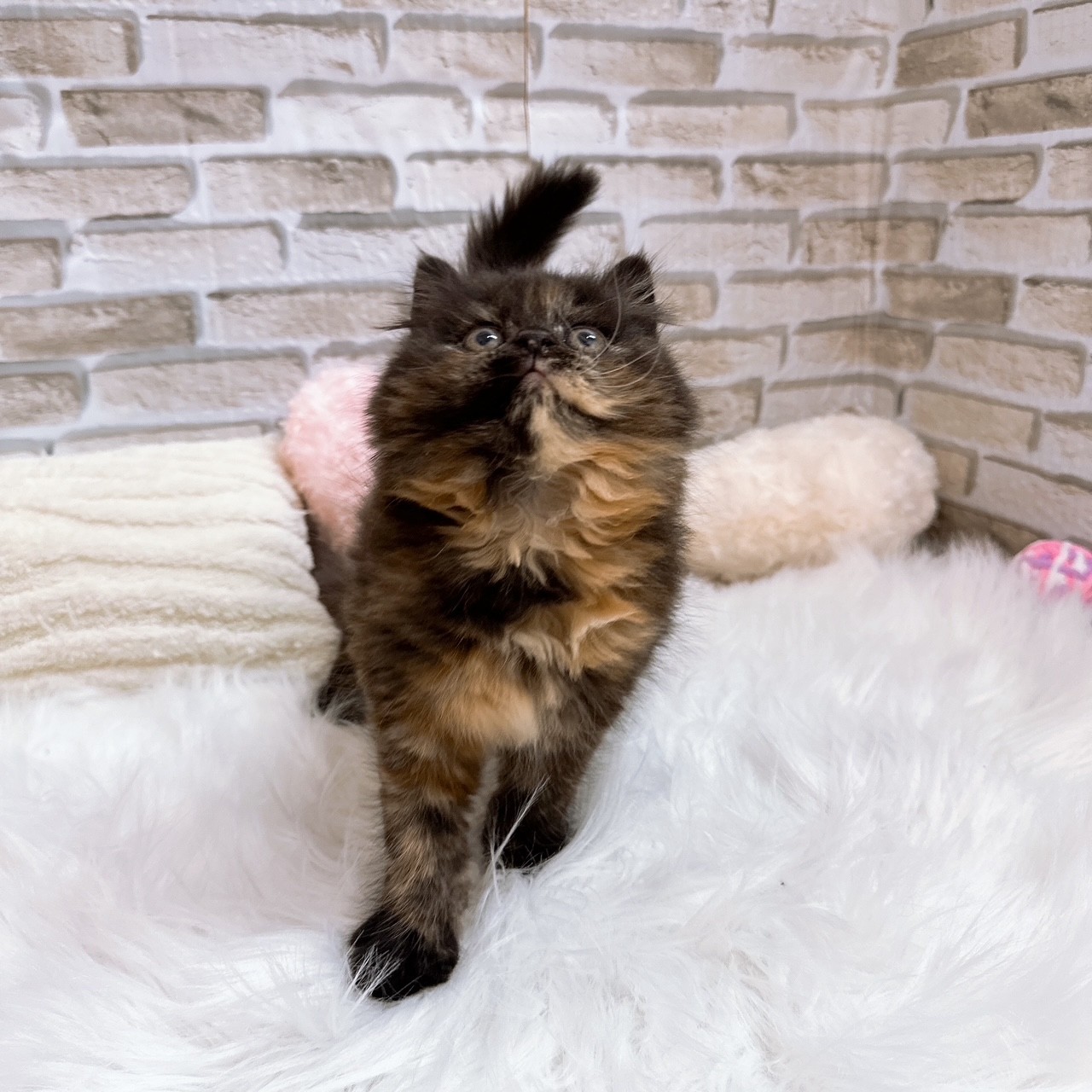 神奈川県のスコティッシュフォールド (犬の家＆猫の里モザイクモール港北店/2025年9月30日生まれ/女の子/トーティー)の子猫の4枚目の画像