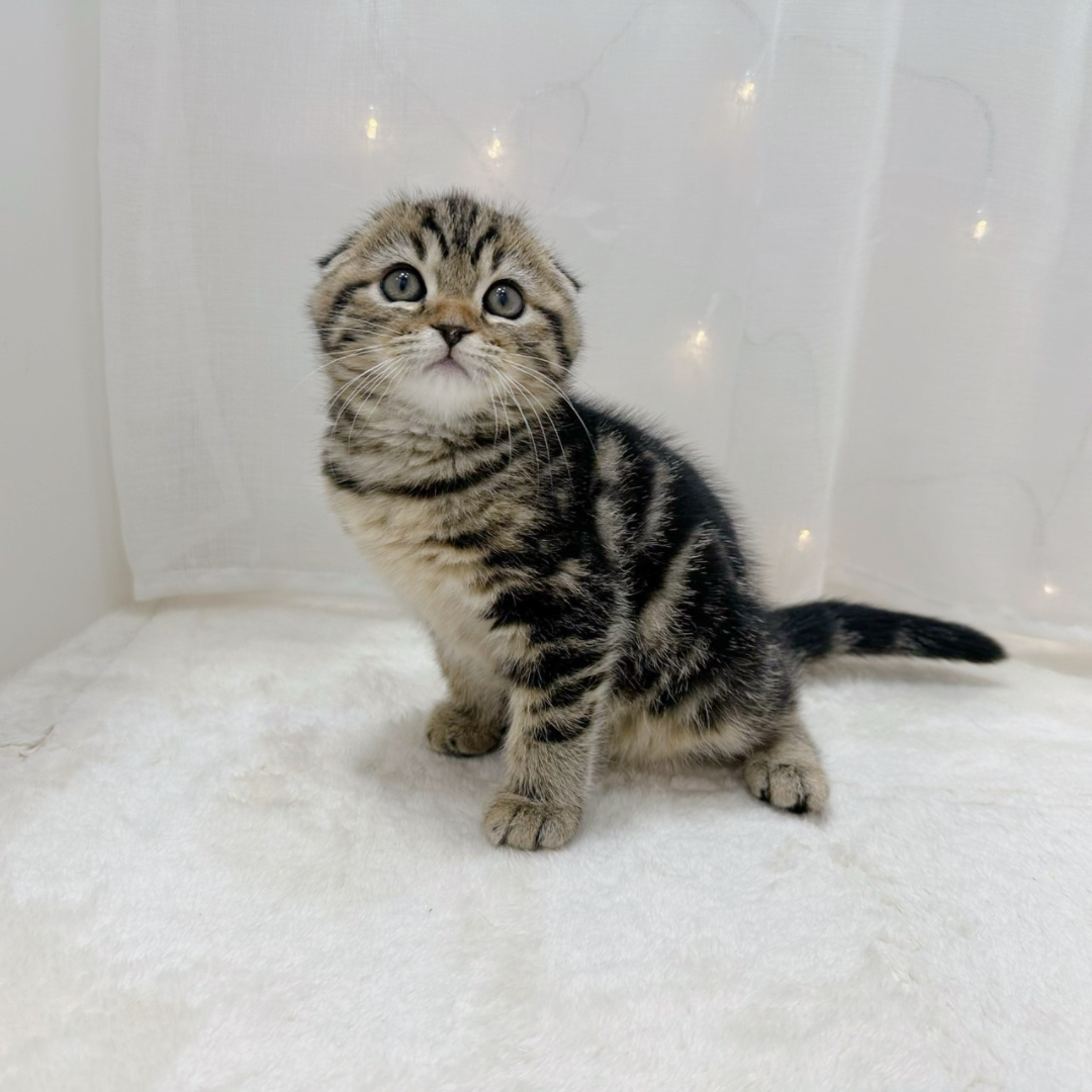 千葉県のスコティッシュフォールド (犬の家＆猫の里BIGHOPガーデンモール印西店/2025年9月30日生まれ/女の子/ブラウンタビー)の子猫の4枚目の画像