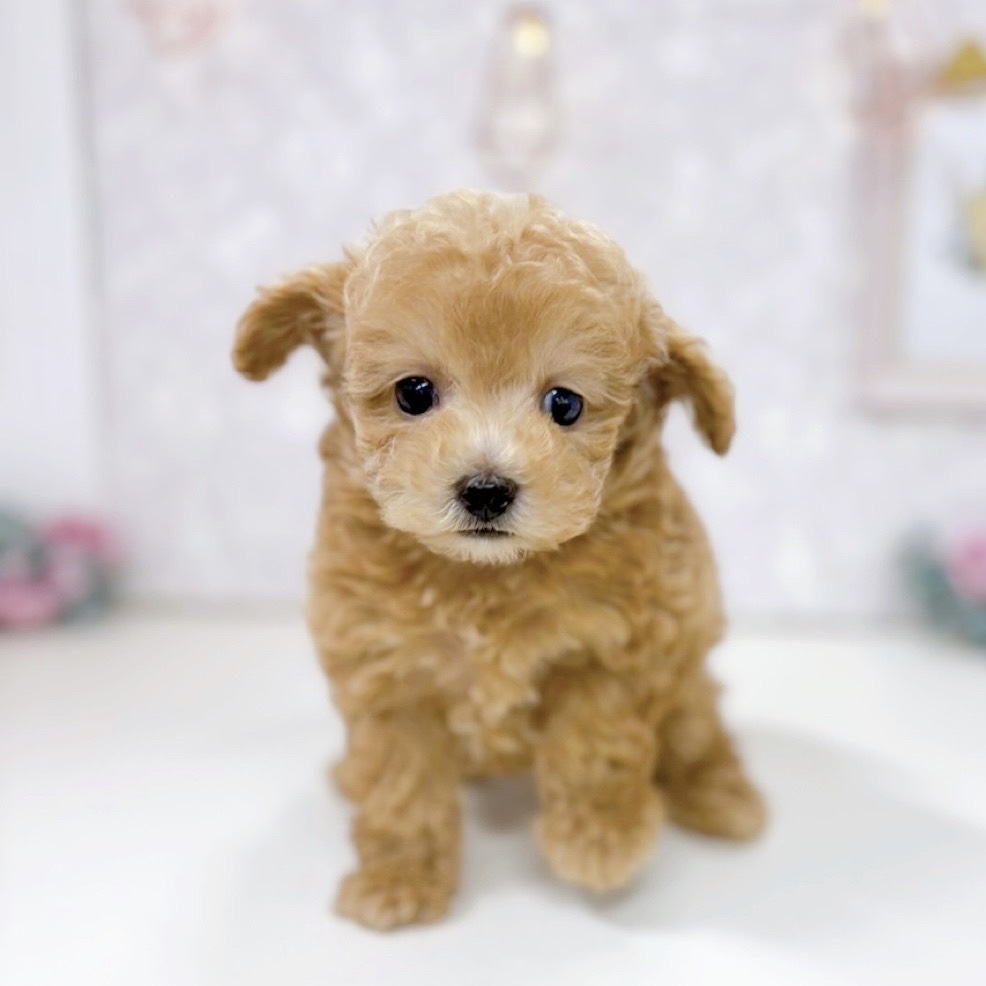 富山県のトイプードル(タイニー) (犬の家＆猫の里アミーゴ高岡蓮花寺店/2025年9月23日生まれ/男の子/アプリコット)の子犬の4枚目の画像