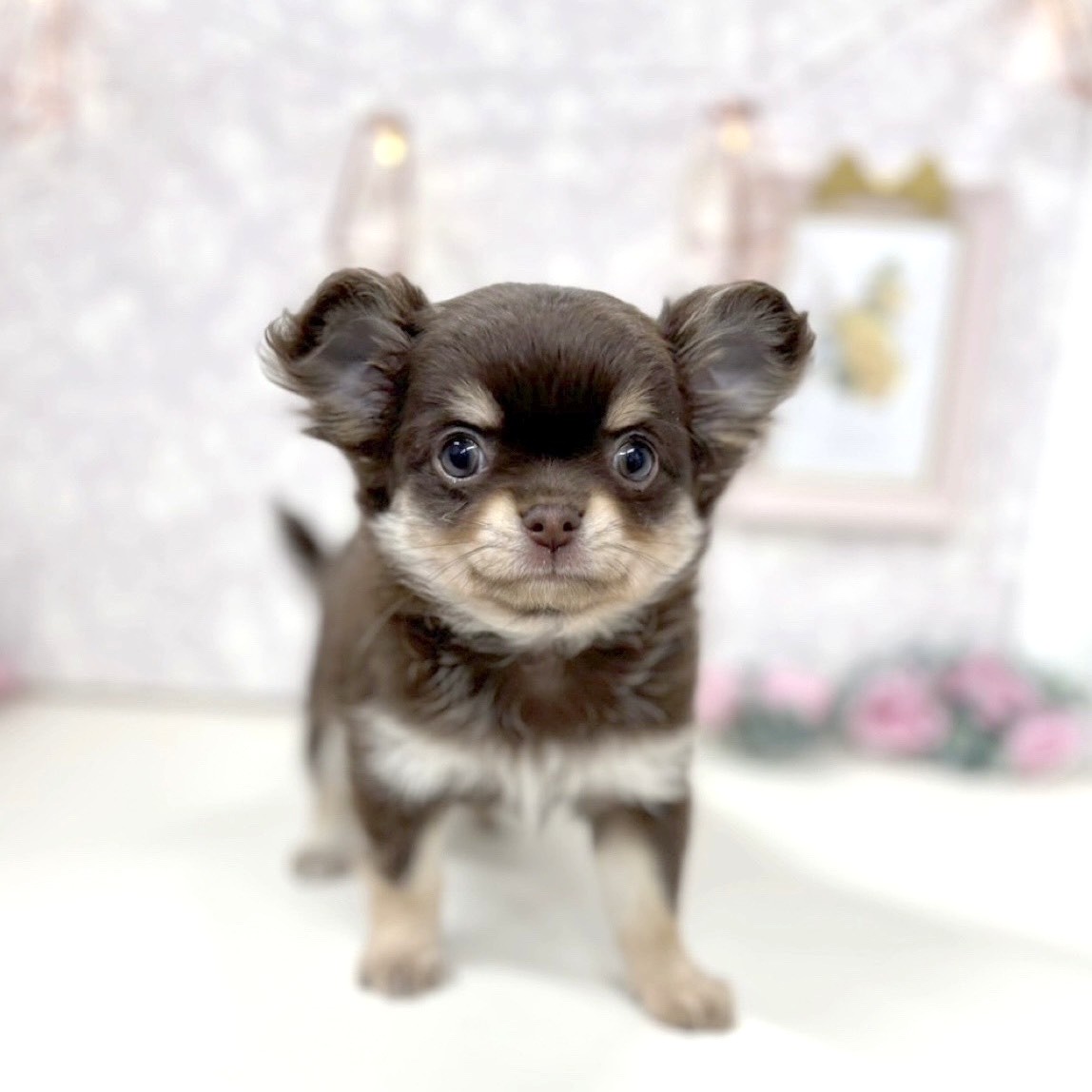 富山県のチワワ(ロング) (犬の家＆猫の里アミーゴ高岡蓮花寺店/2025年9月26日生まれ/女の子/チョコレートタン)の子犬の4枚目の画像