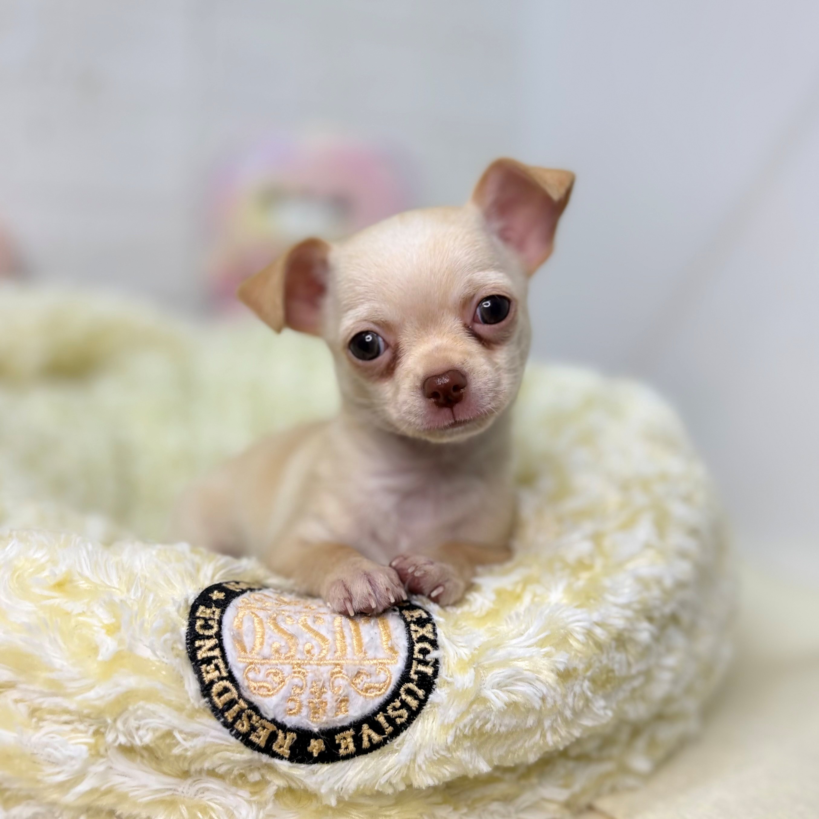 長野県のチワワ(スムース) (犬の家＆猫の里長野店/2025年9月28日生まれ/男の子/クリーム)の子犬