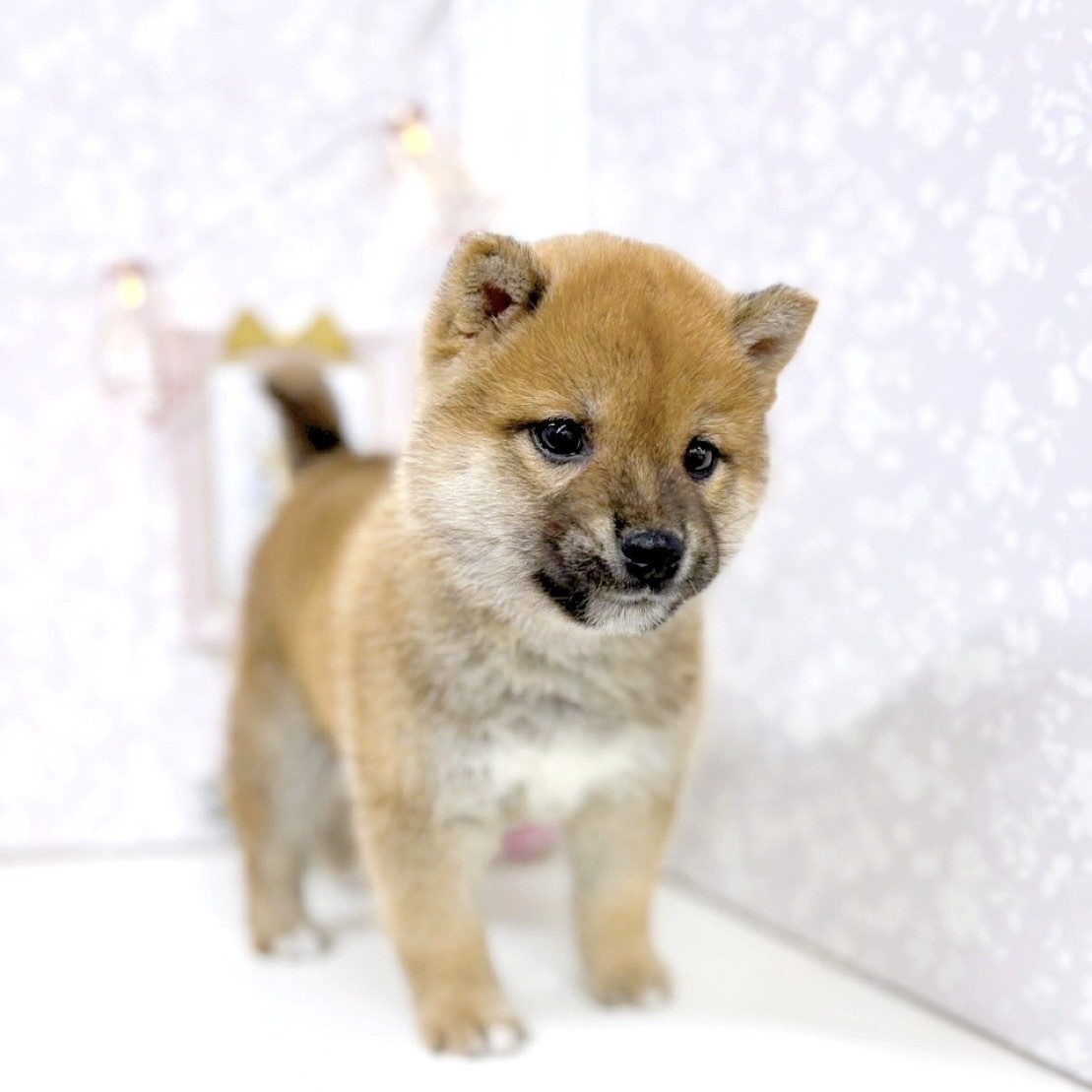 富山県の柴犬(標準サイズ) (犬の家＆猫の里アミーゴ高岡蓮花寺店/2025年9月29日生まれ/男の子/赤)の子犬の4枚目の画像