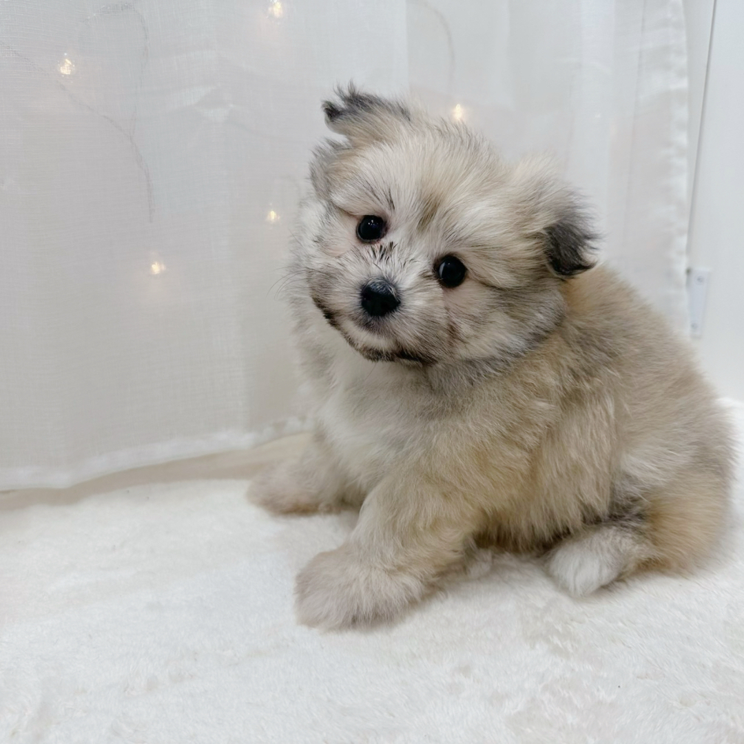 千葉県のポメビション(ポメラニアン×ビションフリーゼ) (犬の家＆猫の里BIGHOPガーデンモール印西店/2025年9月30日生まれ/男の子/オレンジ)の子犬の4枚目の画像