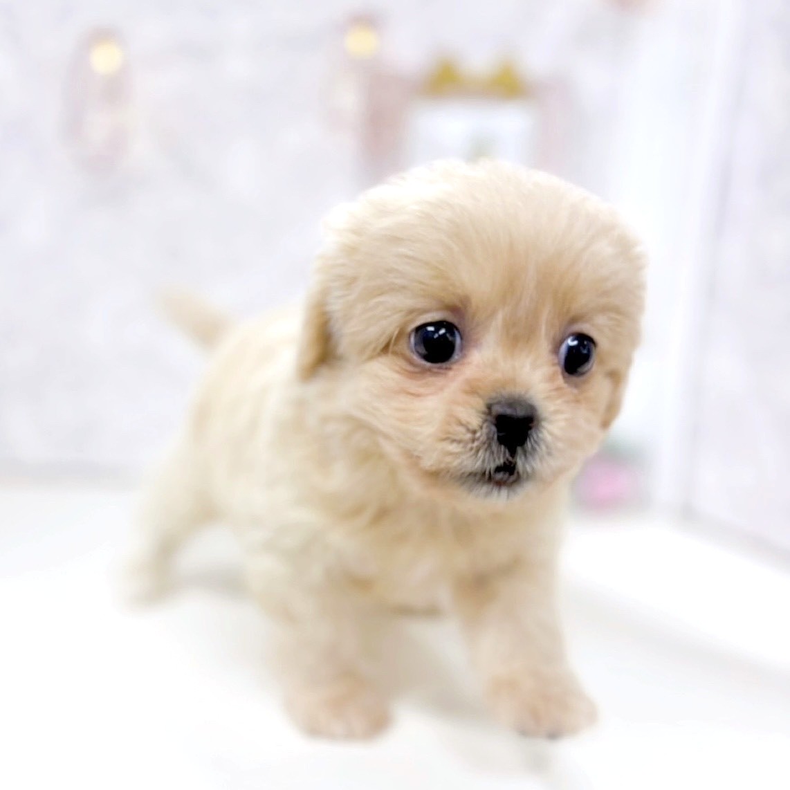 富山県のペキプー(ペキニーズ×プードル) (犬の家＆猫の里アミーゴ高岡蓮花寺店/2025年9月29日生まれ/女の子/クリーム)の子犬の4枚目の画像