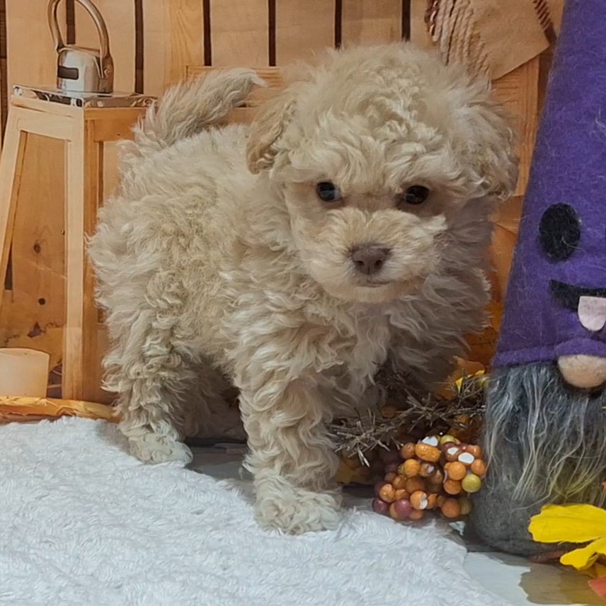 福岡県のビションプー(ビションフリーゼ×プードル) (犬の家＆猫の里トリアス久山店/2025年9月30日生まれ/女の子/クリーム)の子犬の4枚目の画像