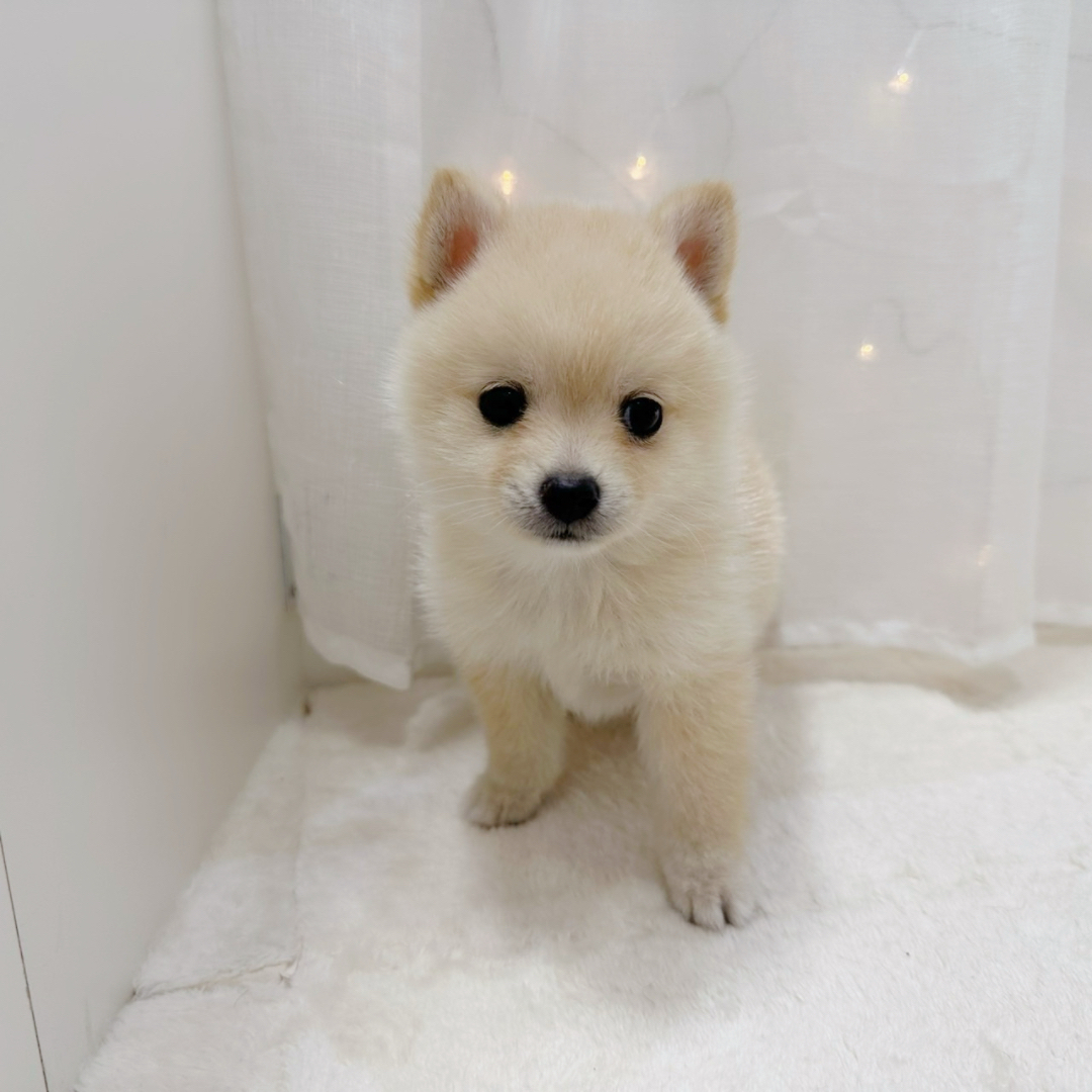 ハーフ犬男の子の写真