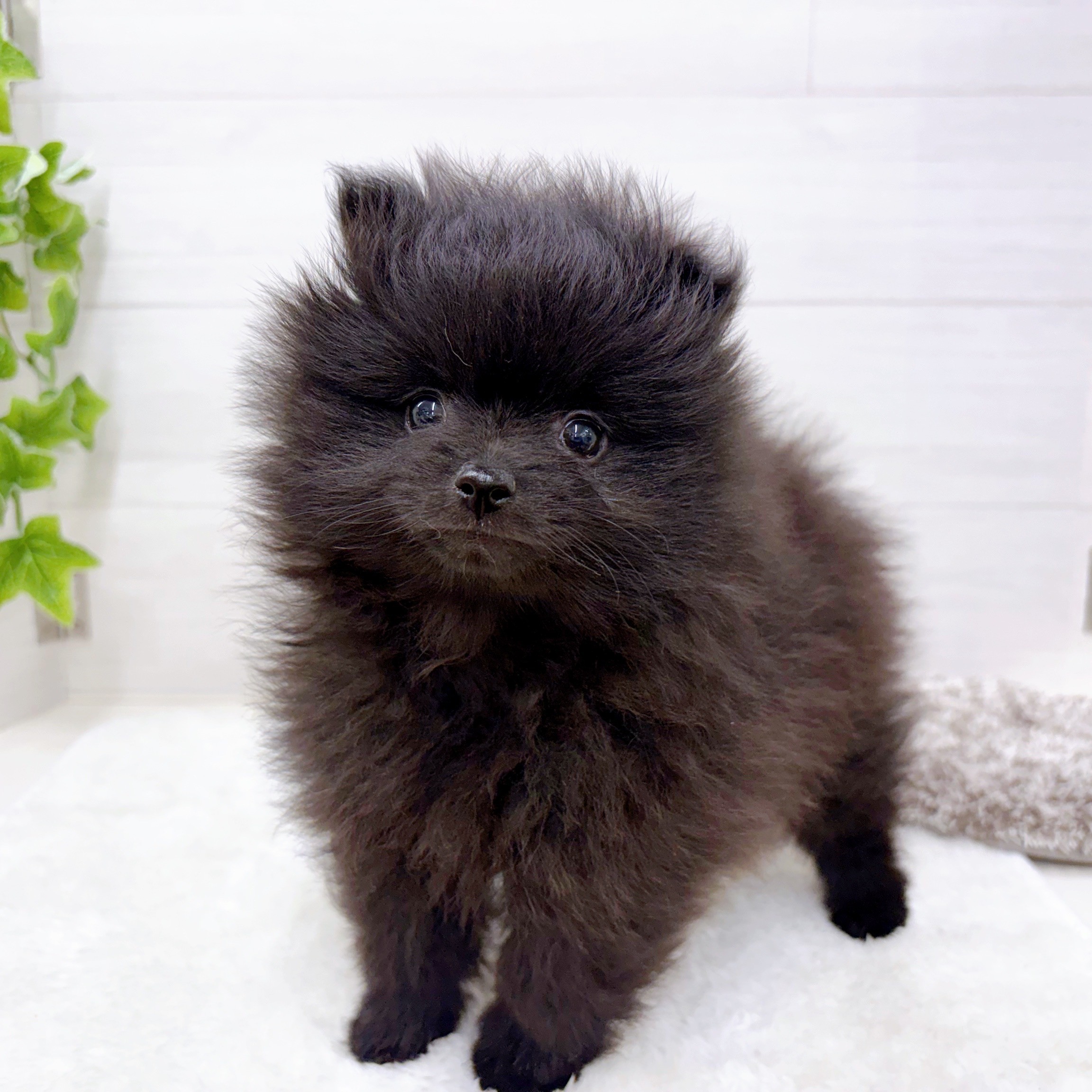 【ポメラニアン クロ】 ポメラニアン(ブラック(黒)系)の子犬を価格や特徴で探す|ペット