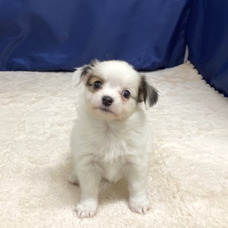 ハーフ犬女の子の写真