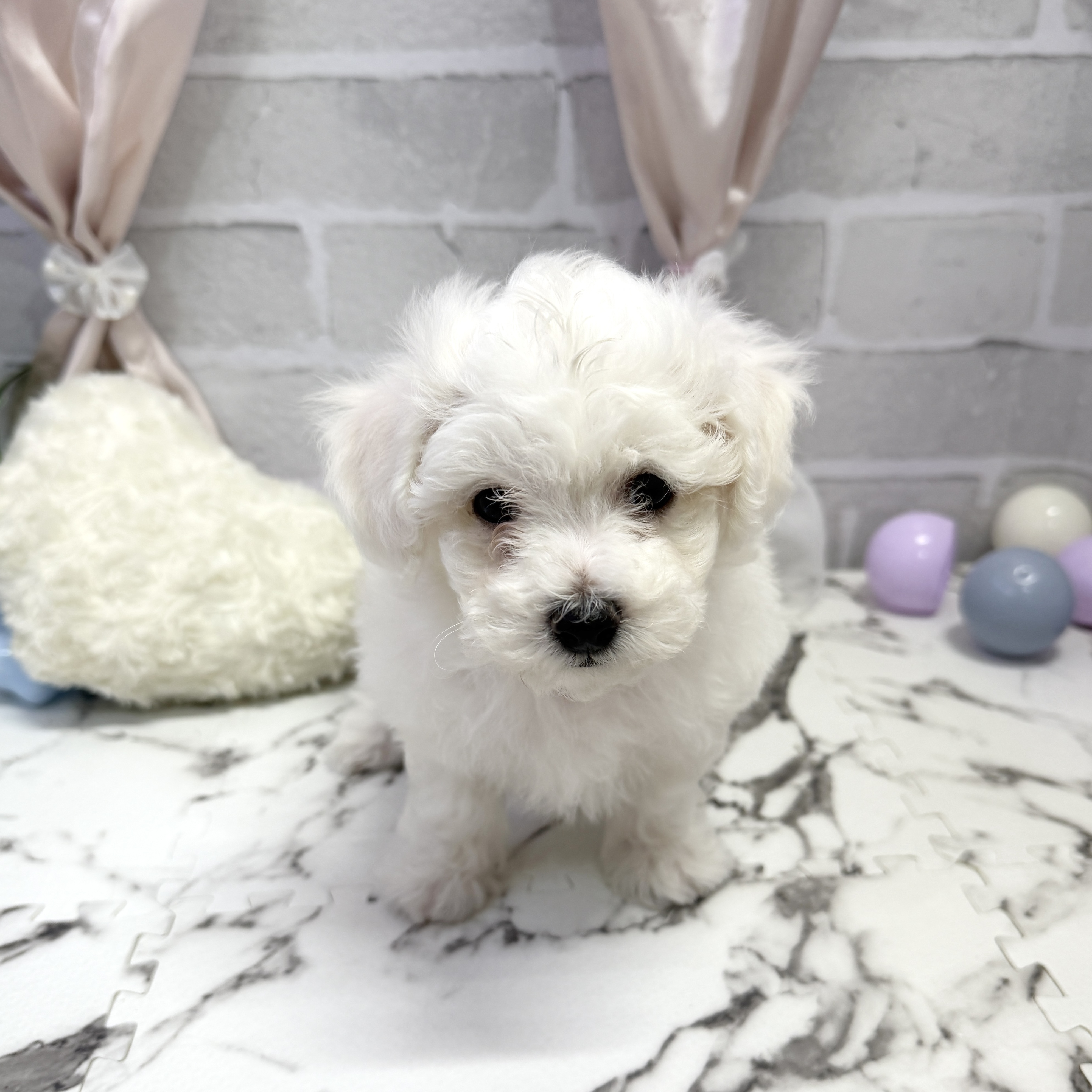 愛知県のビションフリーゼ (犬の家＆猫の里岡崎店/2025年9月30日生まれ/男の子/ホワイト)の子犬の4枚目の画像