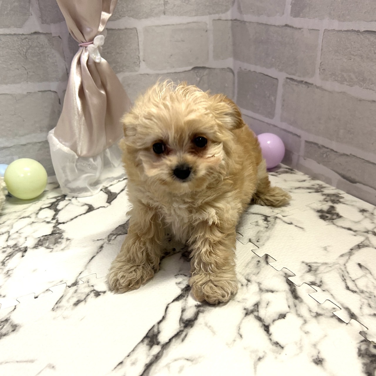 愛知県のチワプー/プーチー(チワワ×プードル) (犬の家＆猫の里岡崎店/2025年9月29日生まれ/女の子/アプリコットホワイト)の子犬の4枚目の画像