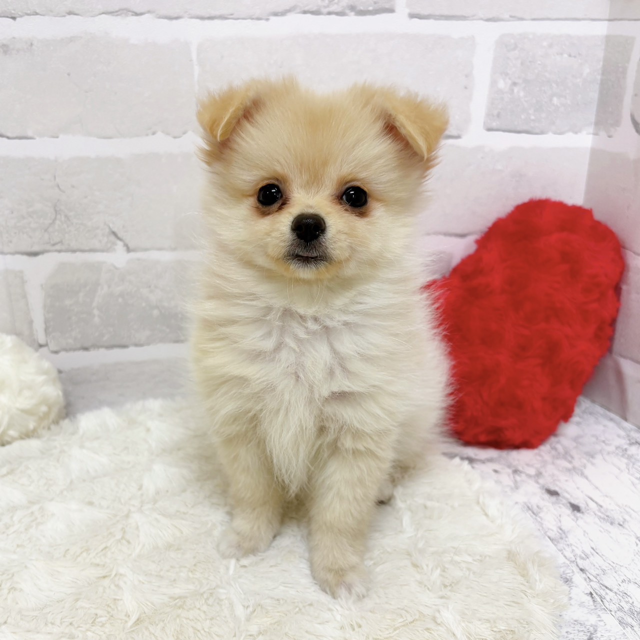 京都府のポメチワ/チワポメ/ポメチー(ポメラニアン×チワワ) (犬の家＆猫の里京都精華店/2025年9月21日生まれ/女の子/クリーム)の子犬の4枚目の画像