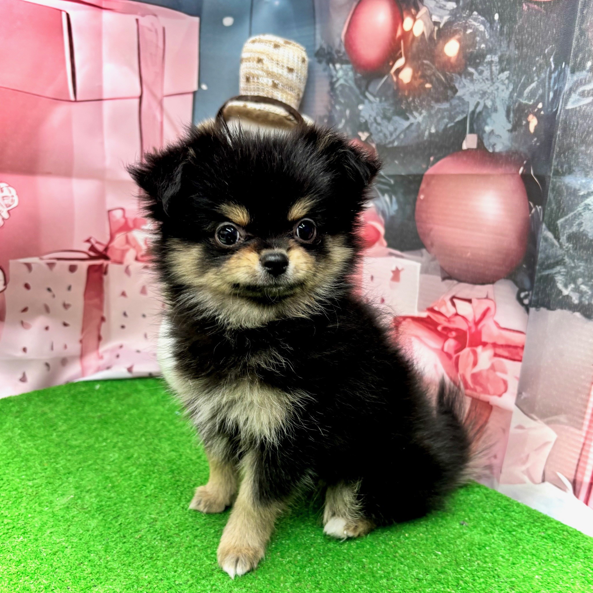 愛知県のポメチワ/チワポメ/ポメチー(ポメラニアン×チワワ) (犬の家＆猫の里名古屋天白店/2025年9月21日生まれ/女の子/ブラックタン)の子犬の4枚目の画像