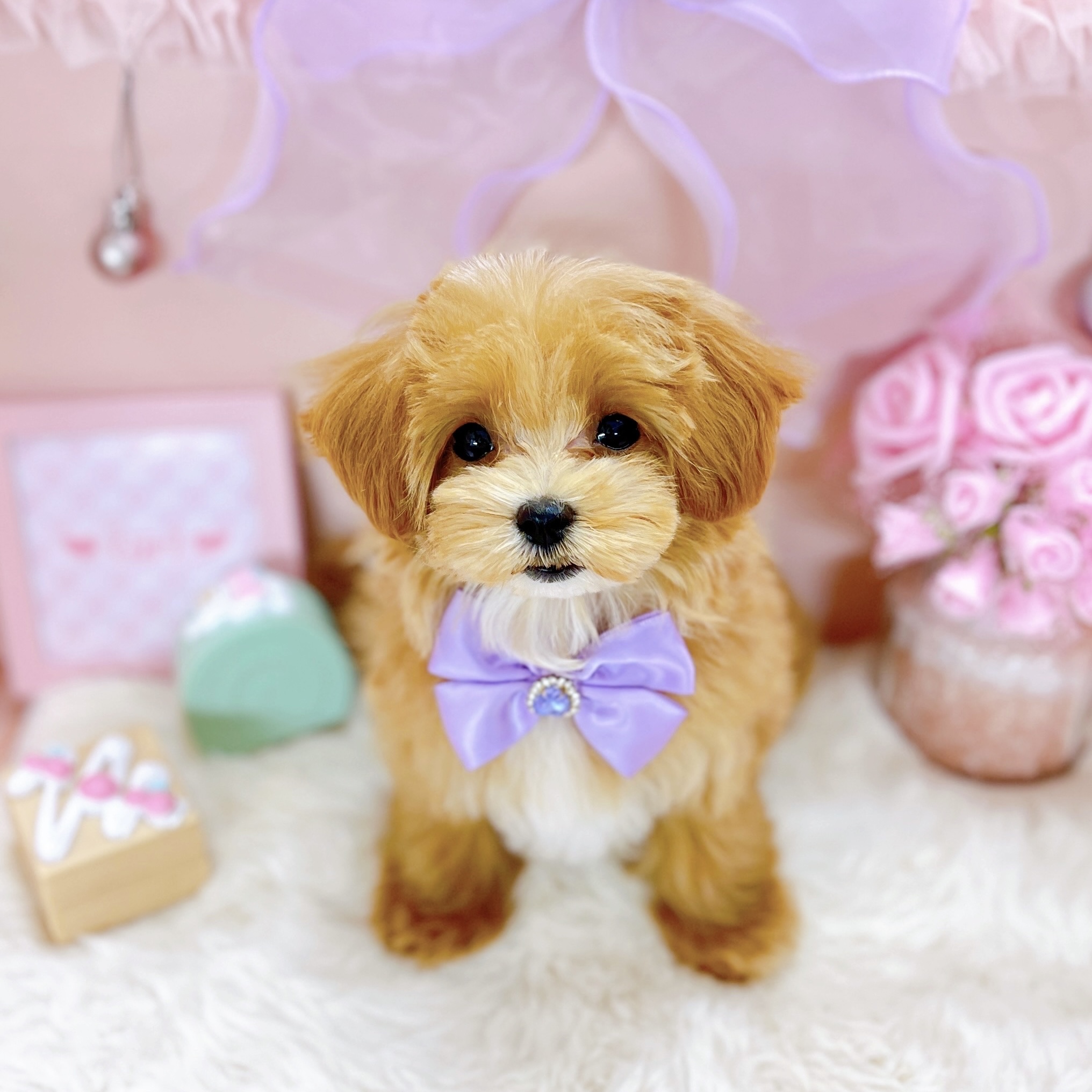 福井県のマルプー(マルチーズ×プードル) (犬の家＆猫の里アミーゴ福井大和田店/2025年9月29日生まれ/女の子/アプリコットホワイト)の子犬の4枚目の画像