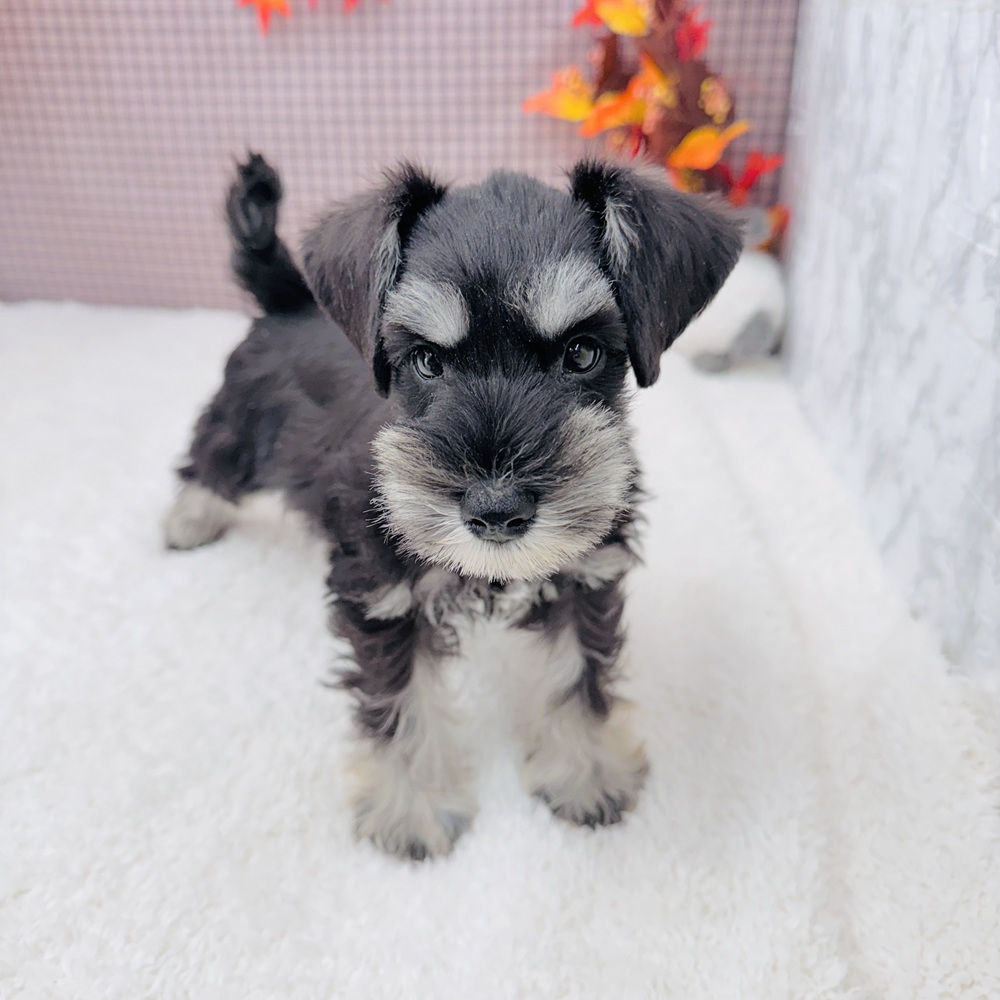 愛知県のミニチュアシュナウザー (犬の家＆猫の里エアポートウォーク店/2025年9月29日生まれ/女の子/ブラックシルバー)の子犬の4枚目の画像