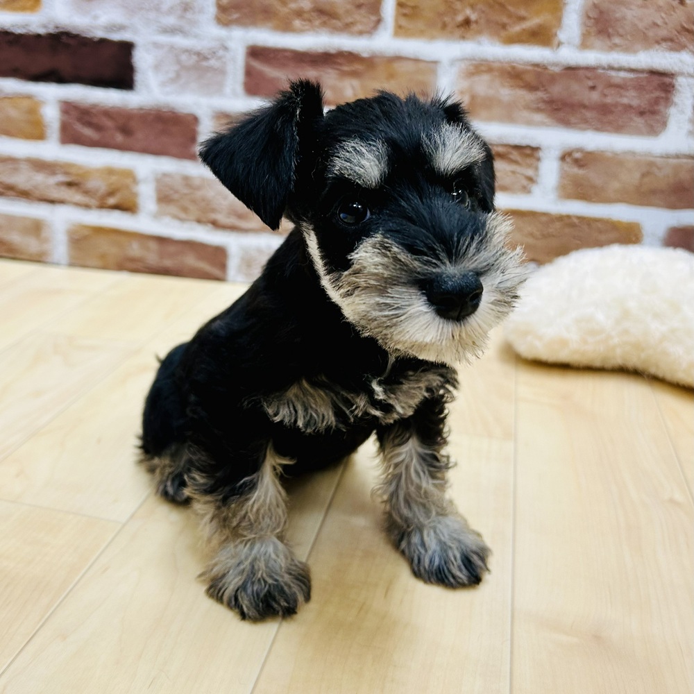愛知県のミニチュアシュナウザー (犬の家＆猫の里七宝店/2025年9月29日生まれ/女の子/ブラックシルバー)の子犬の4枚目の画像