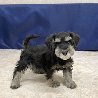 愛知県のミニチュアシュナウザー (犬の家＆猫の里一宮店/2025年9月29日生まれ/男の子/ブラックシルバー)の子犬の4枚目の画像